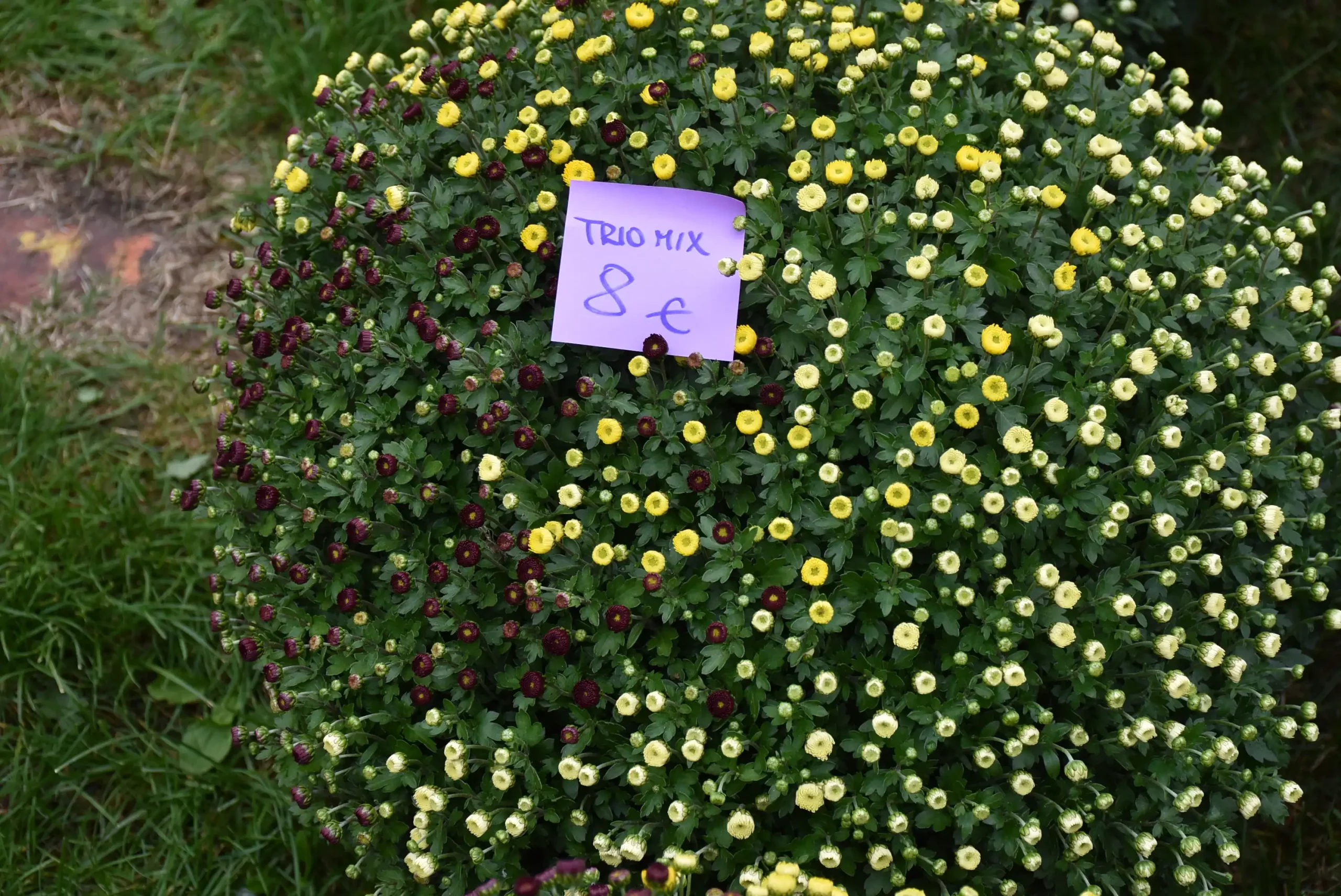 Čakovečki sajam 16.10.2024. (48)