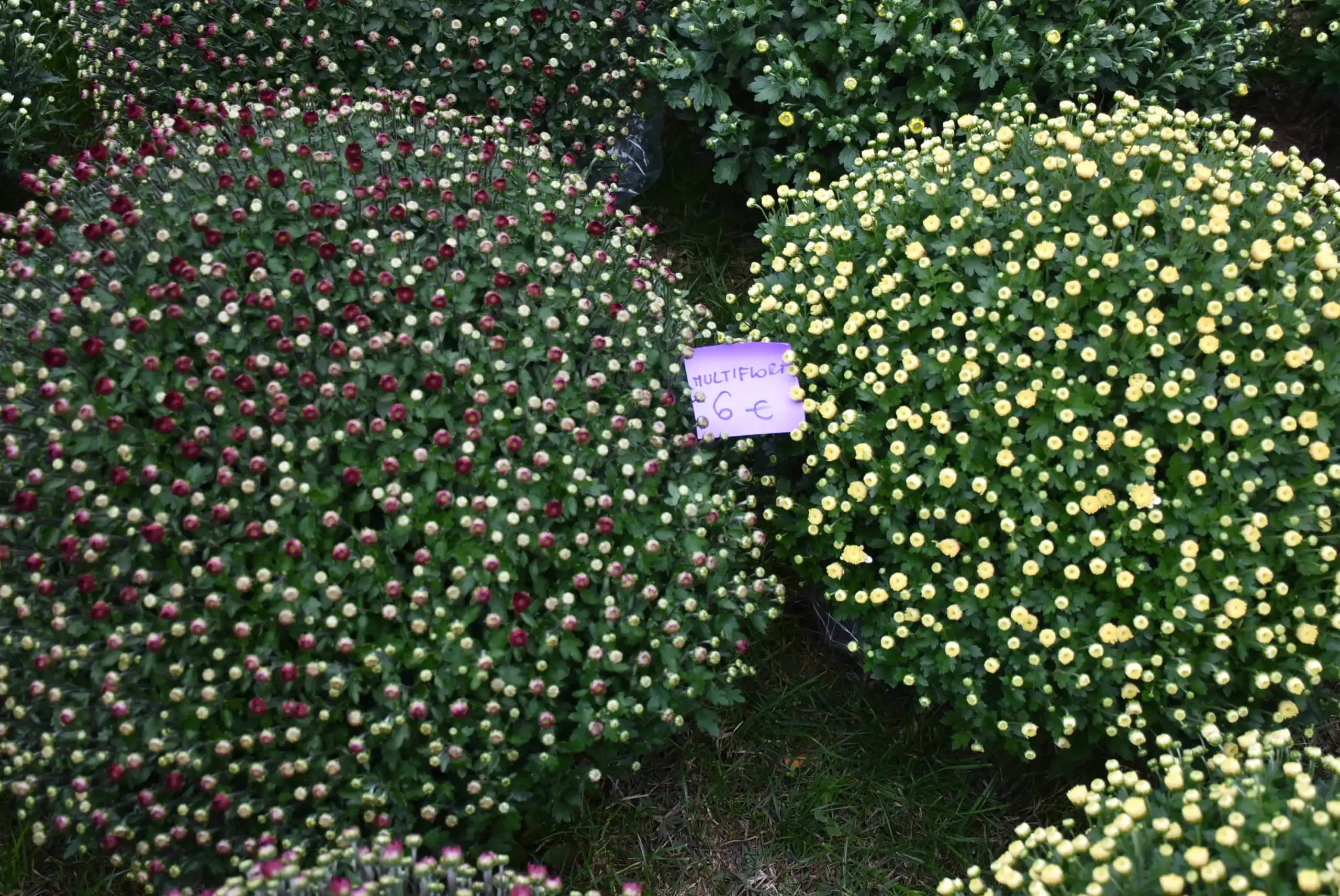 Čakovečki sajam 16.10.2024. (49)