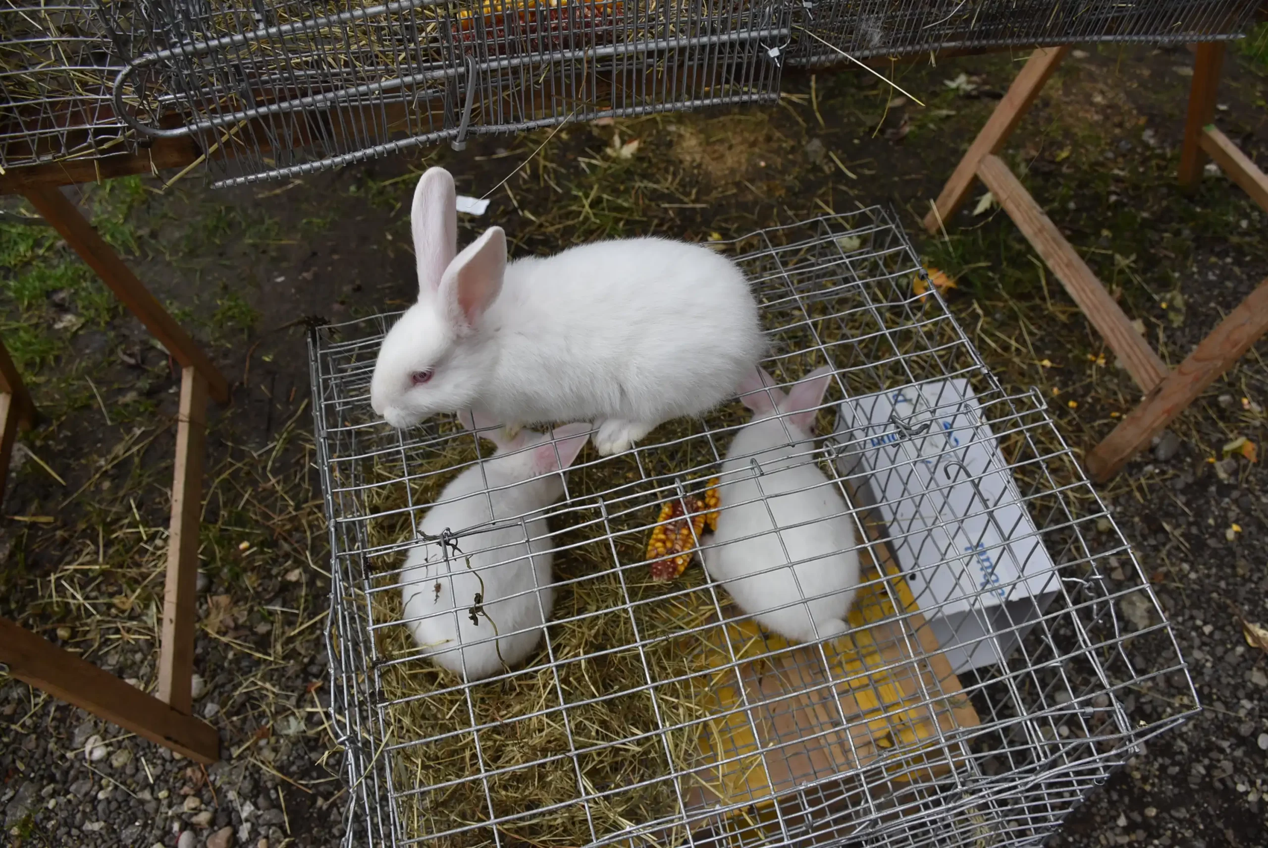 Čakovečki sajam 16.10.2024. (66)