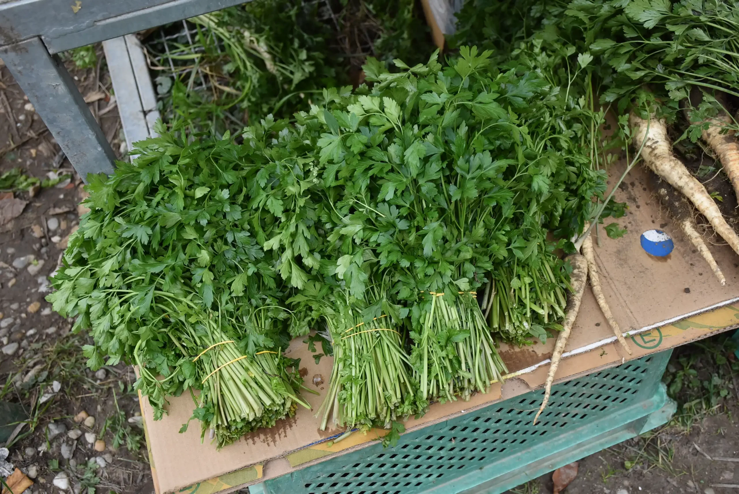 Čakovečki sajam 16.10.2024. (74)