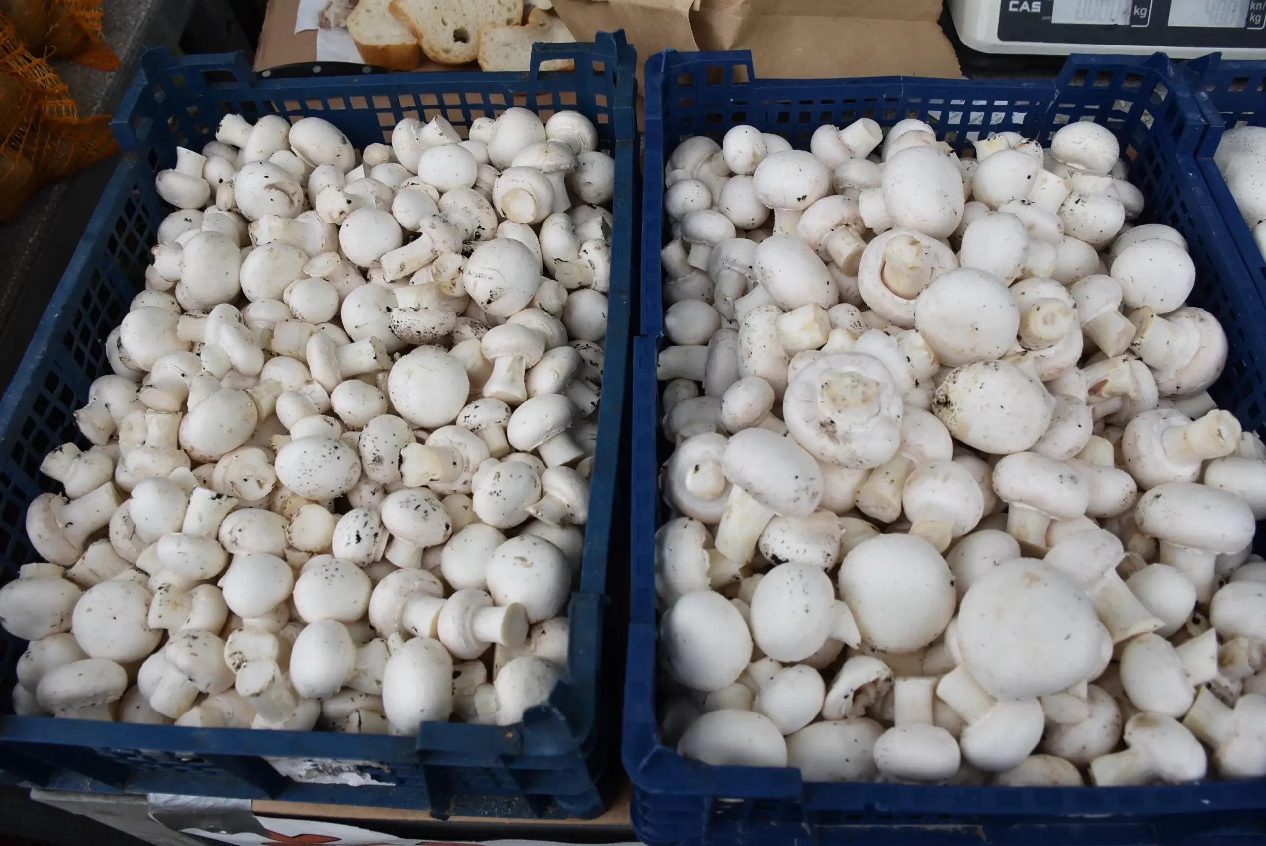 Čakovečki sajam 16.10.2024. (76)