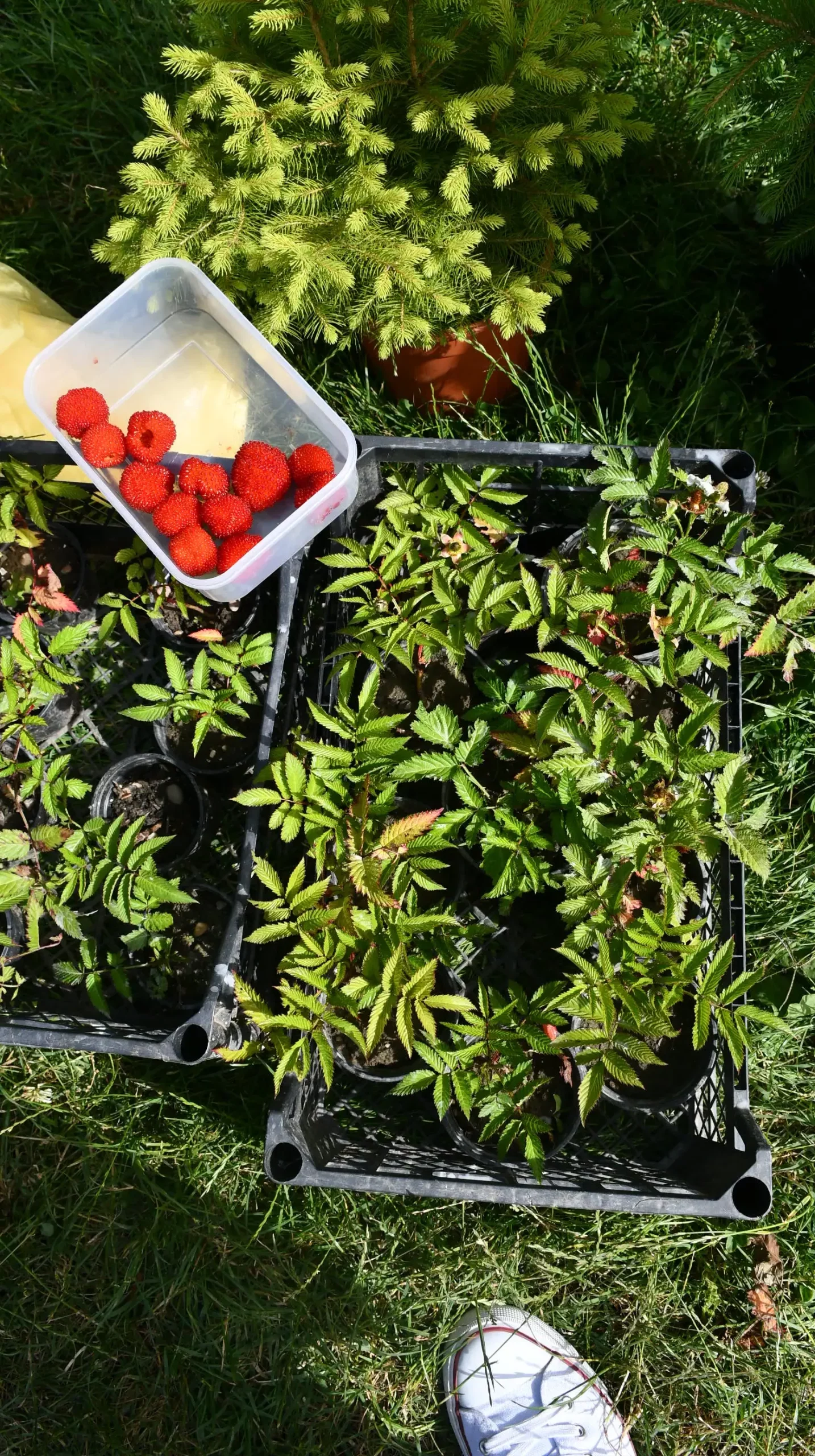 Čakovečki sajam, 19. lipnja (10)