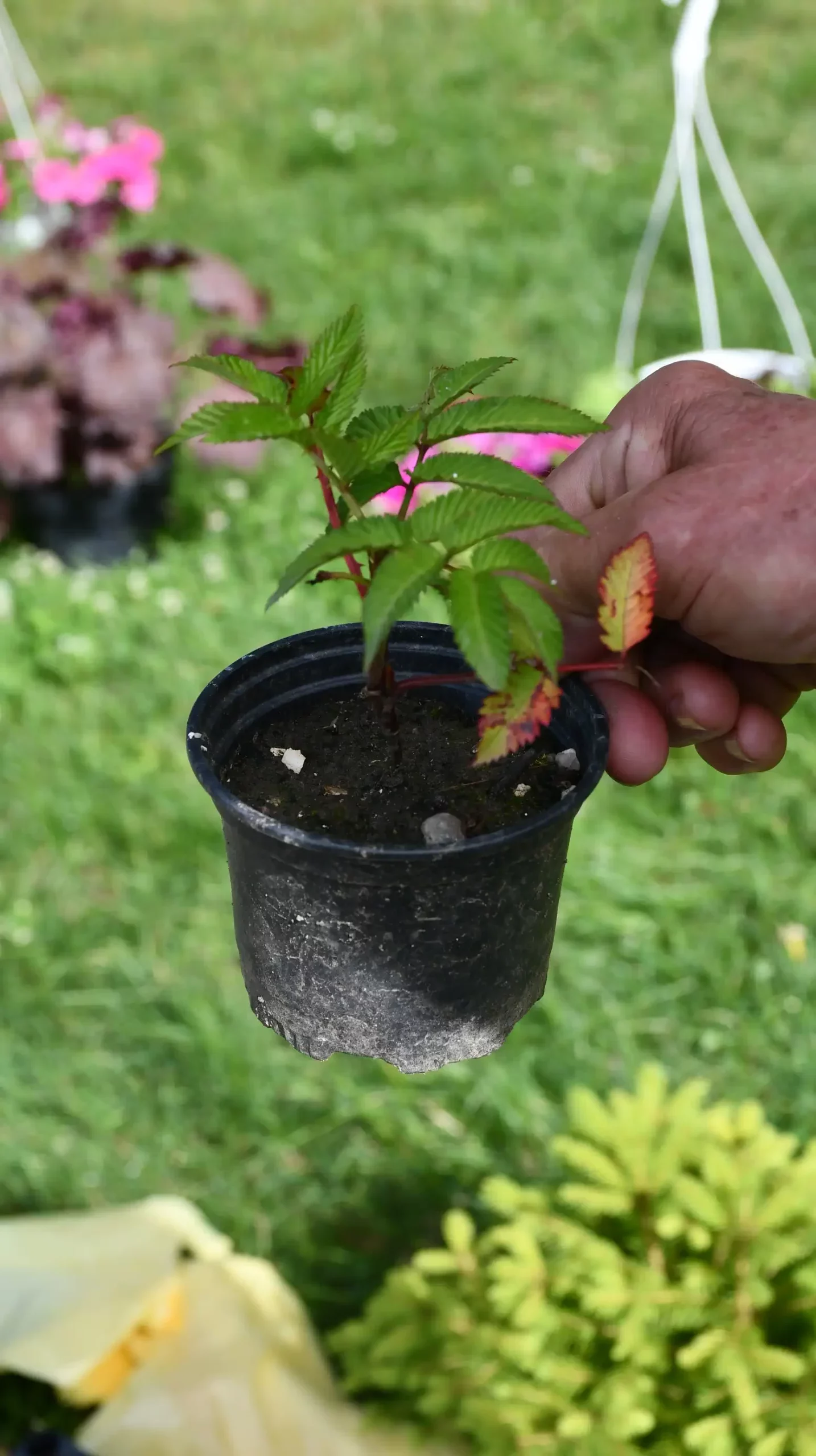 Čakovečki sajam, 19. lipnja (11)