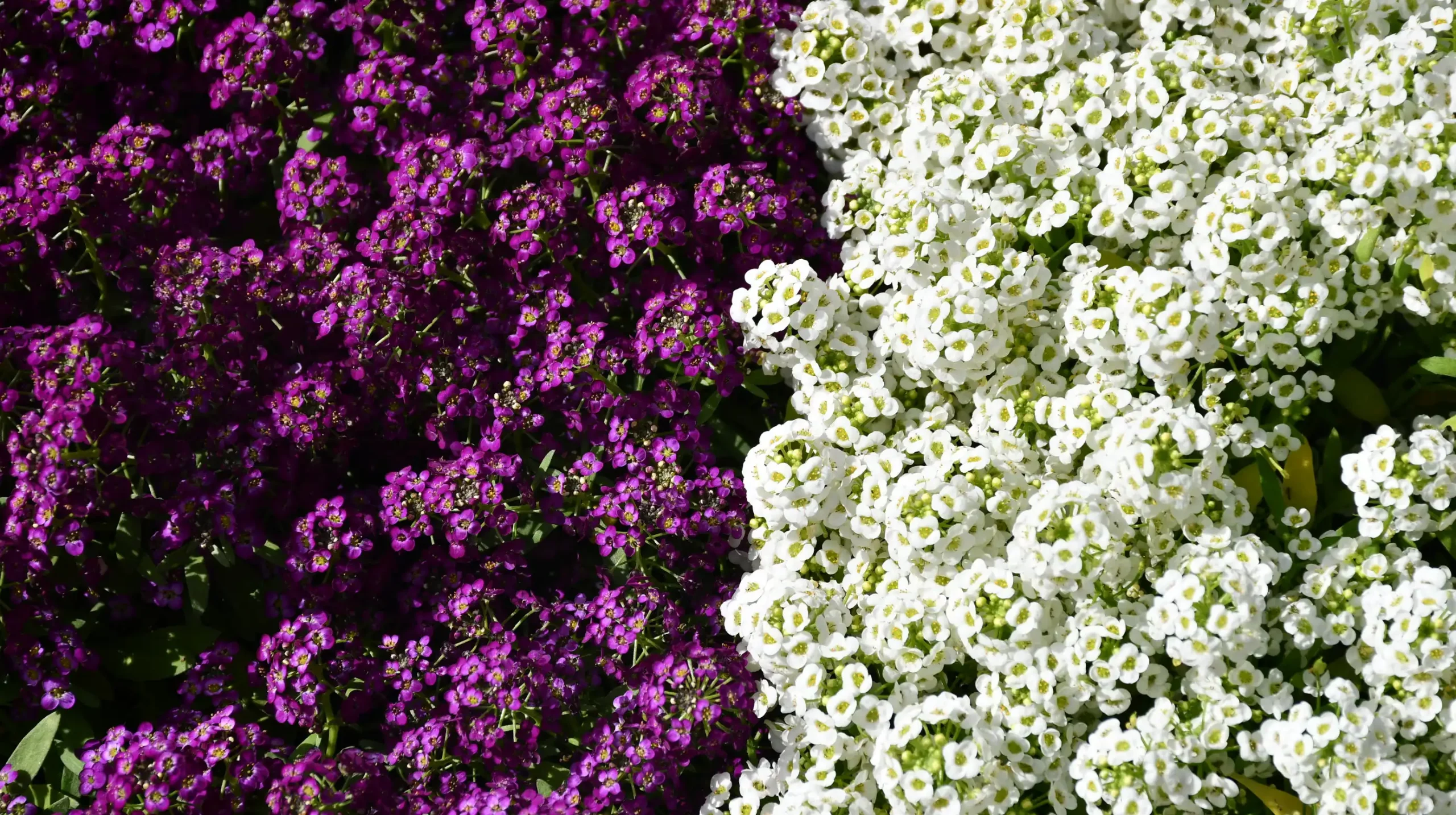 Čakovečki sajam, 19. lipnja (12)