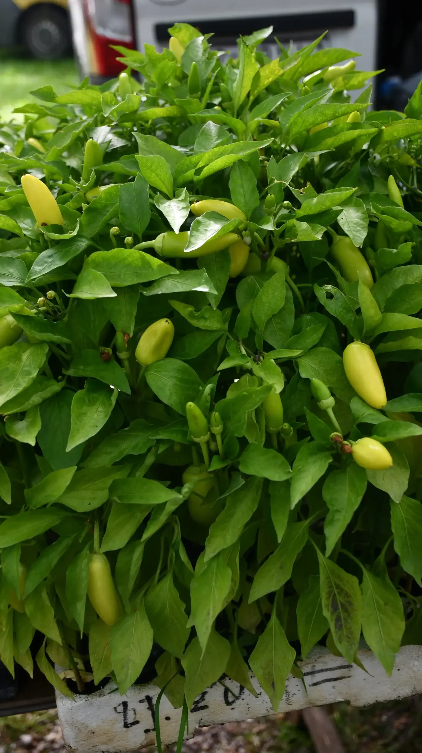 Čakovečki sajam, 19. lipnja (32)