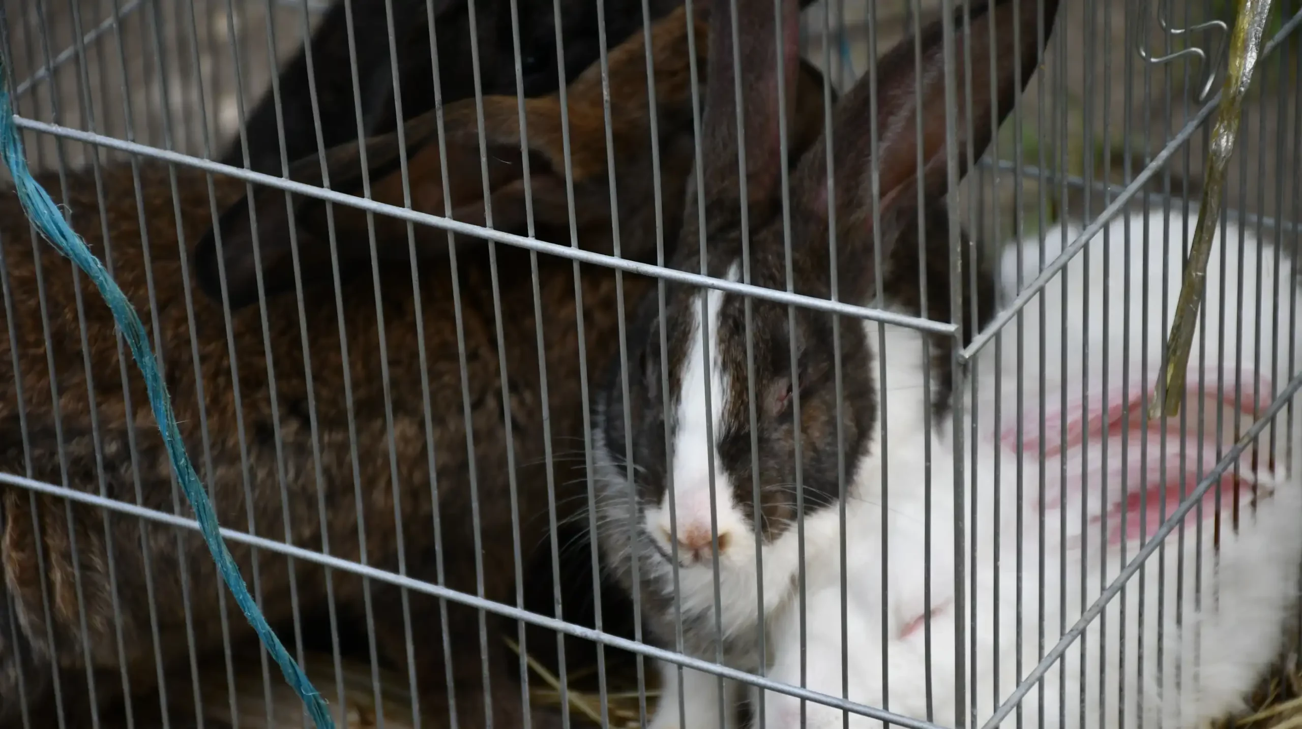 Čakovečki sajam, 19. lipnja (35)