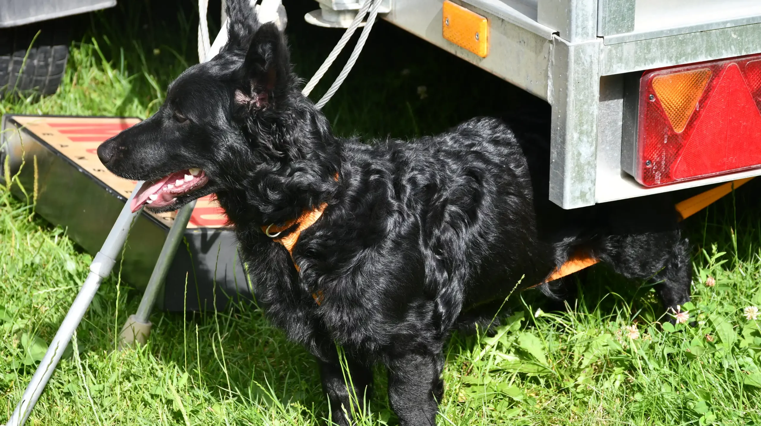 Čakovečki sajam, 19. lipnja (6)