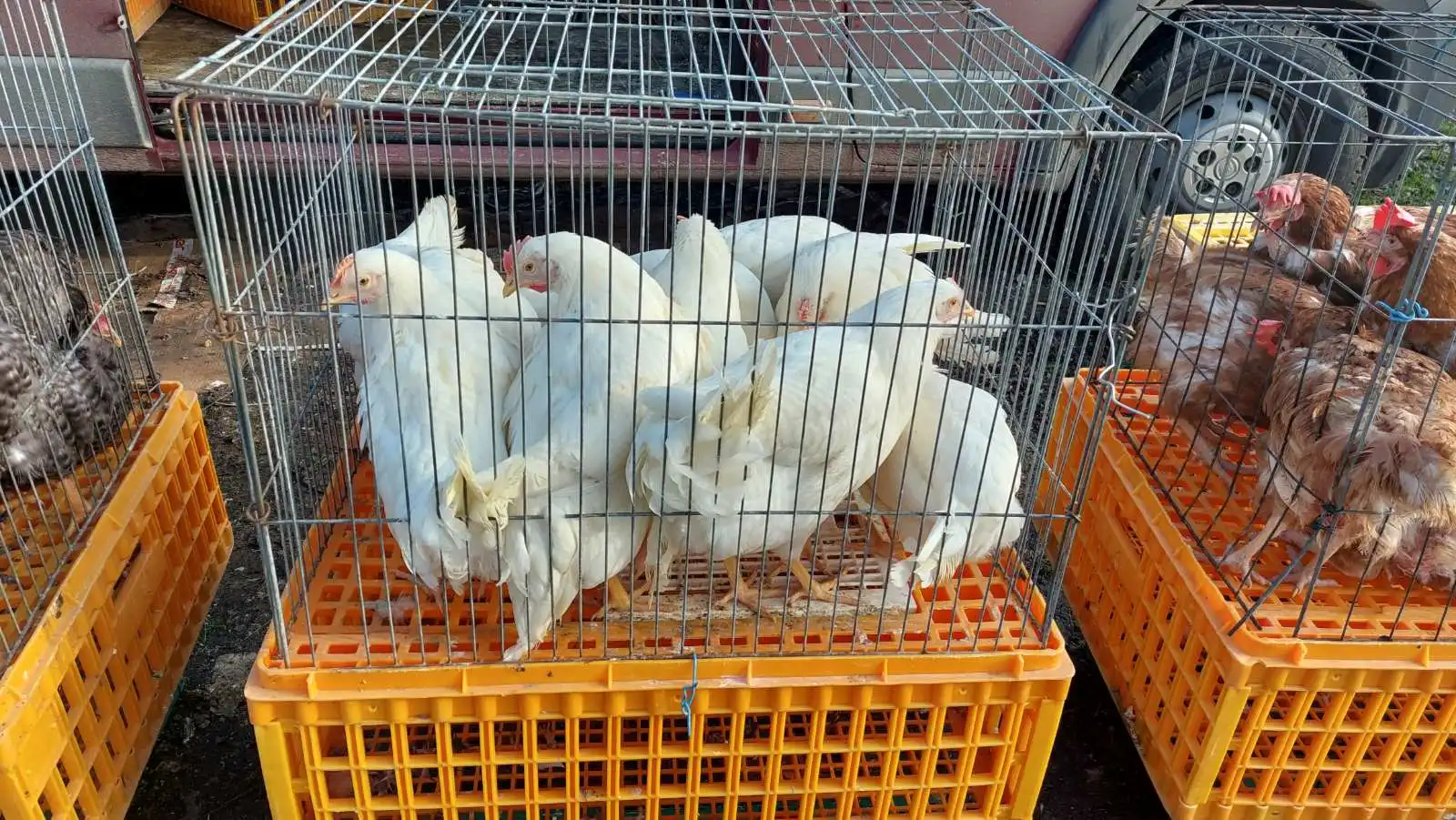 Čakovečki sajam (24) Čakovečki sajam (24)