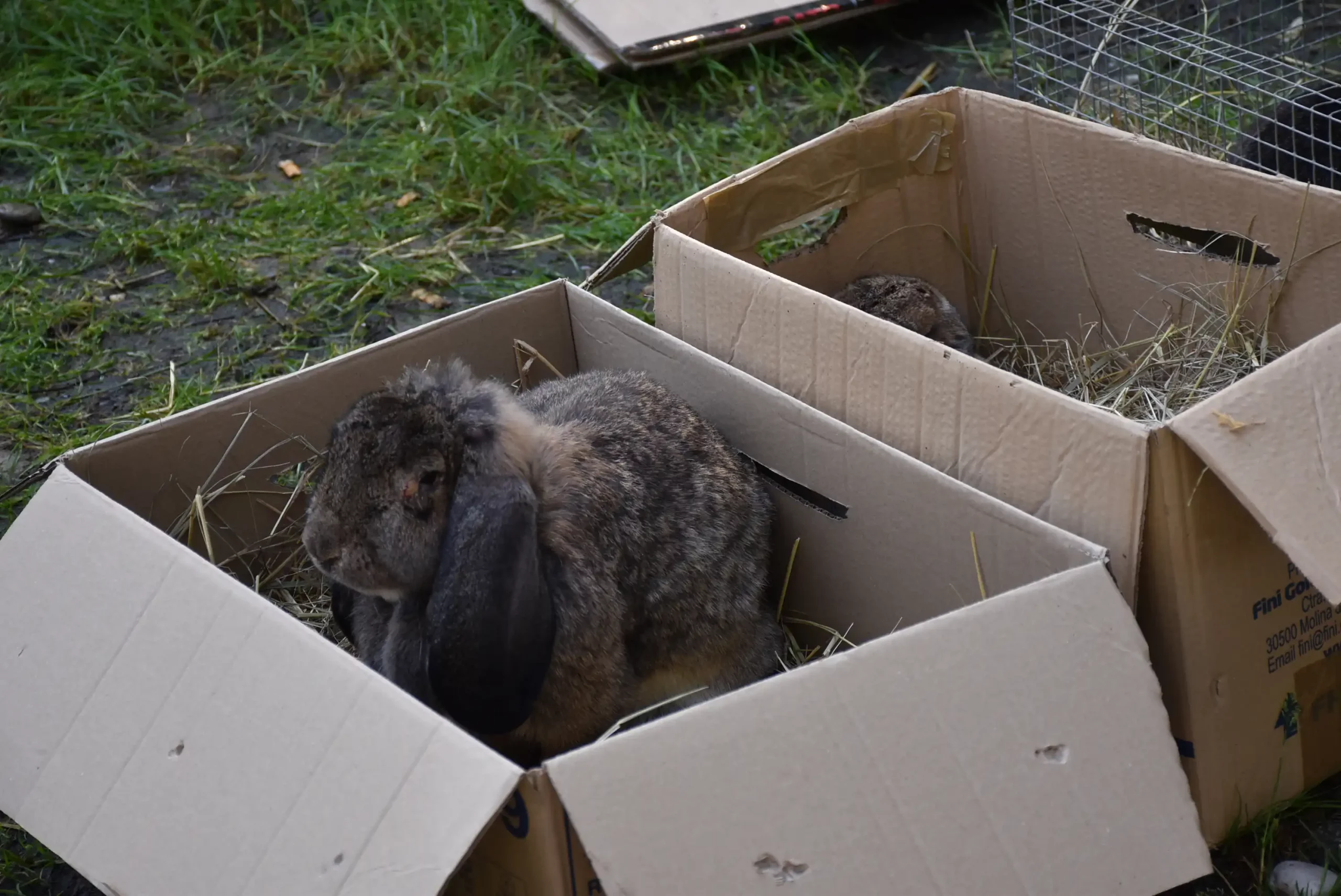 Čakovečki sajam 28. kolovoz (37) Čakovečki sajam 28. kolovoz (37)