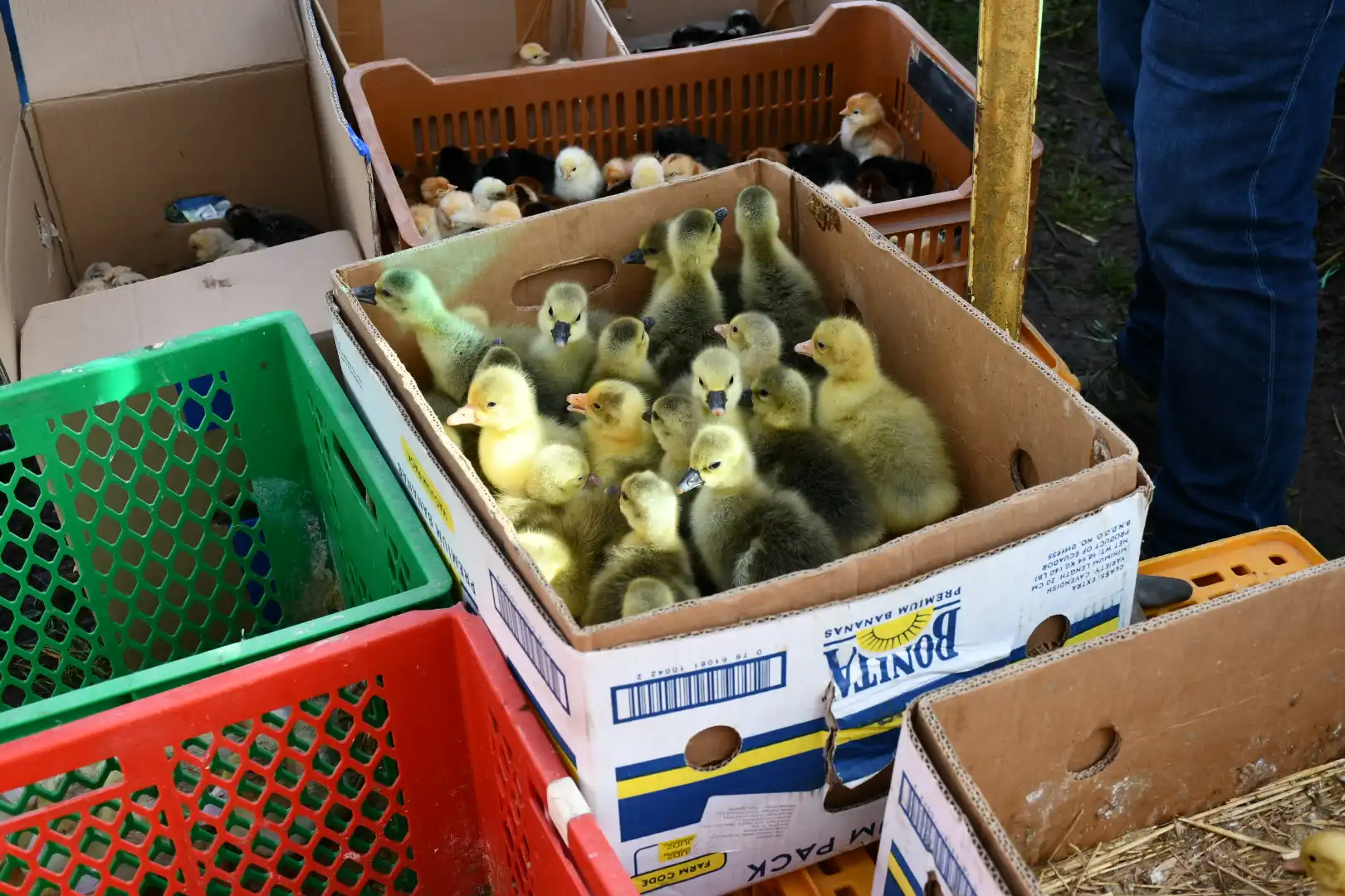 Čakovečki sajam 3. travnja (23)