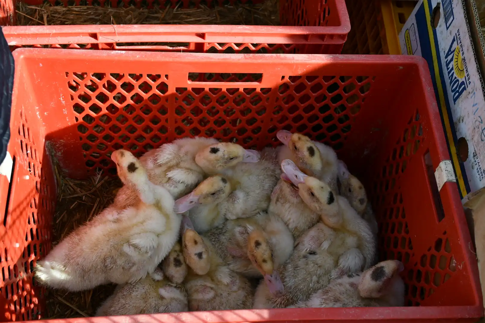 Čakovečki sajam 3. travnja (24)