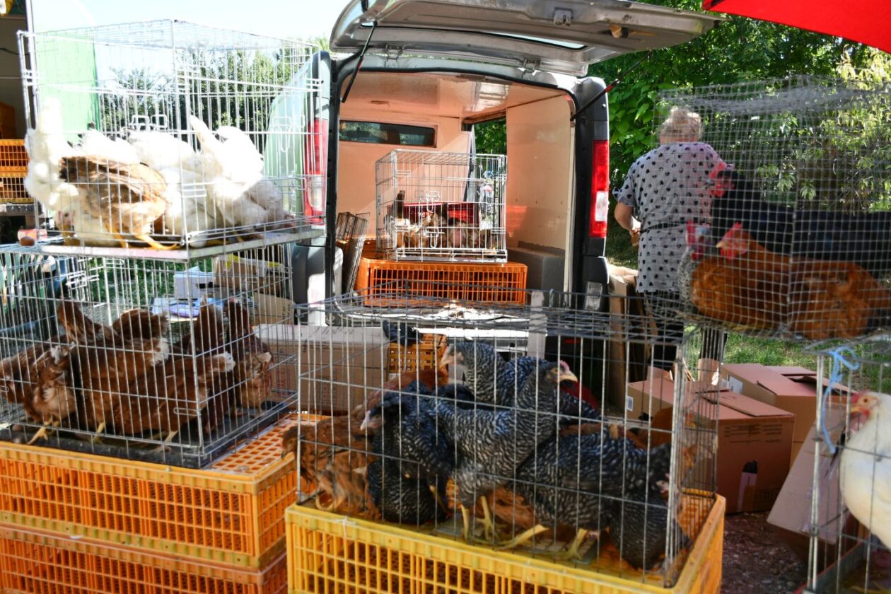 Čakovečki sajam 30 (39) Čakovečki sajam 30 (39)