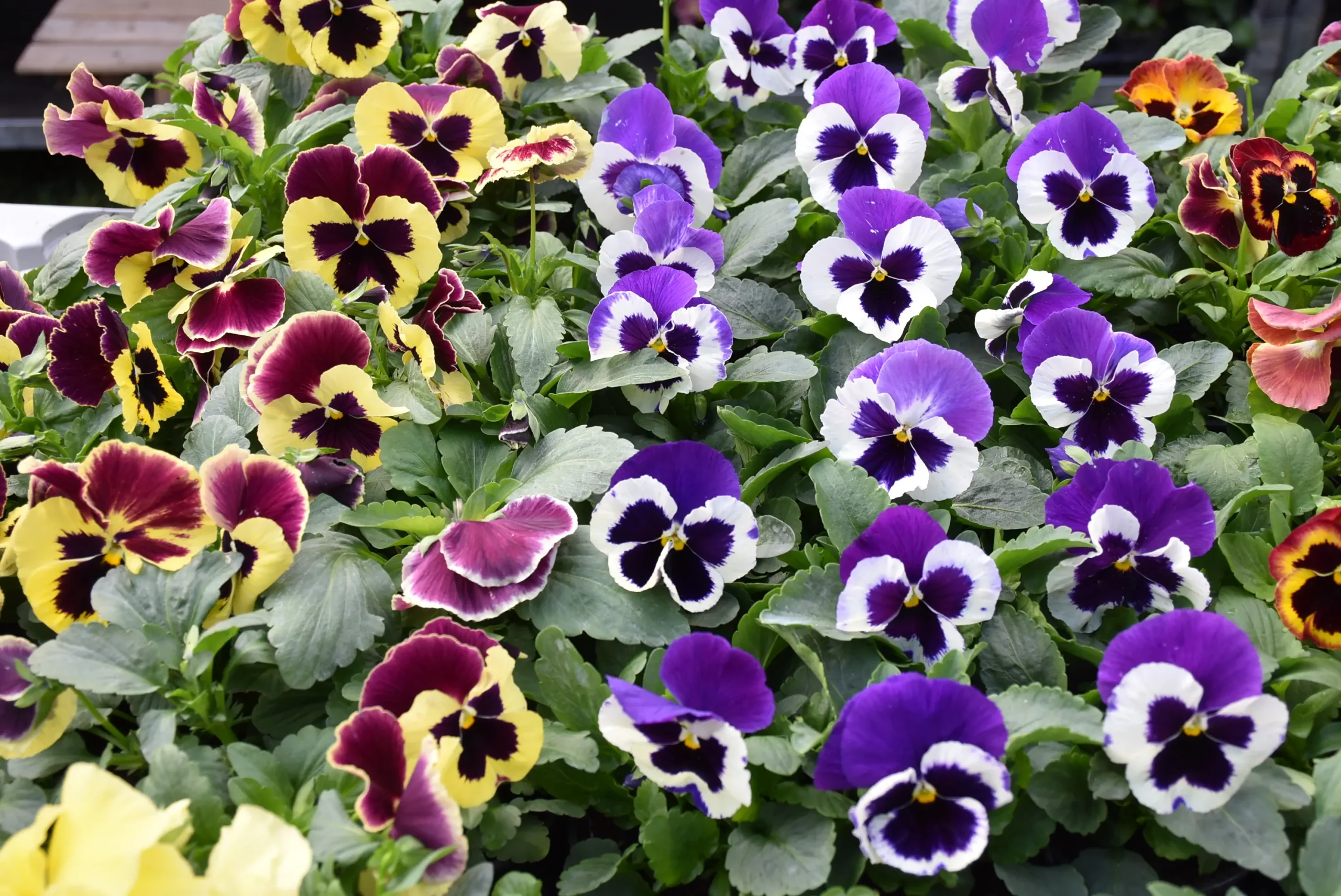 Čakovečki sajam 9. listopad (34)