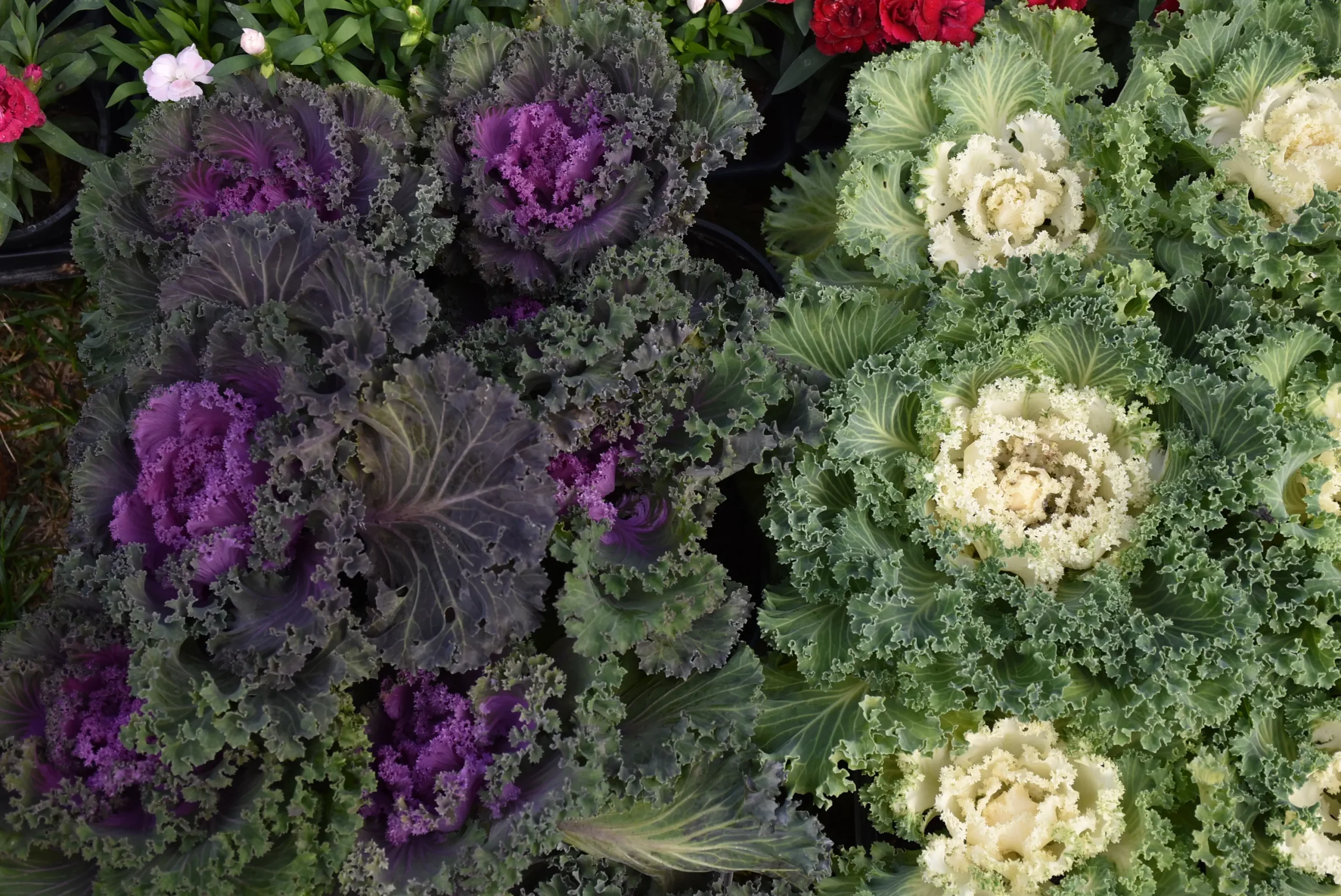 Čakovečki sajam 9. listopad (35)