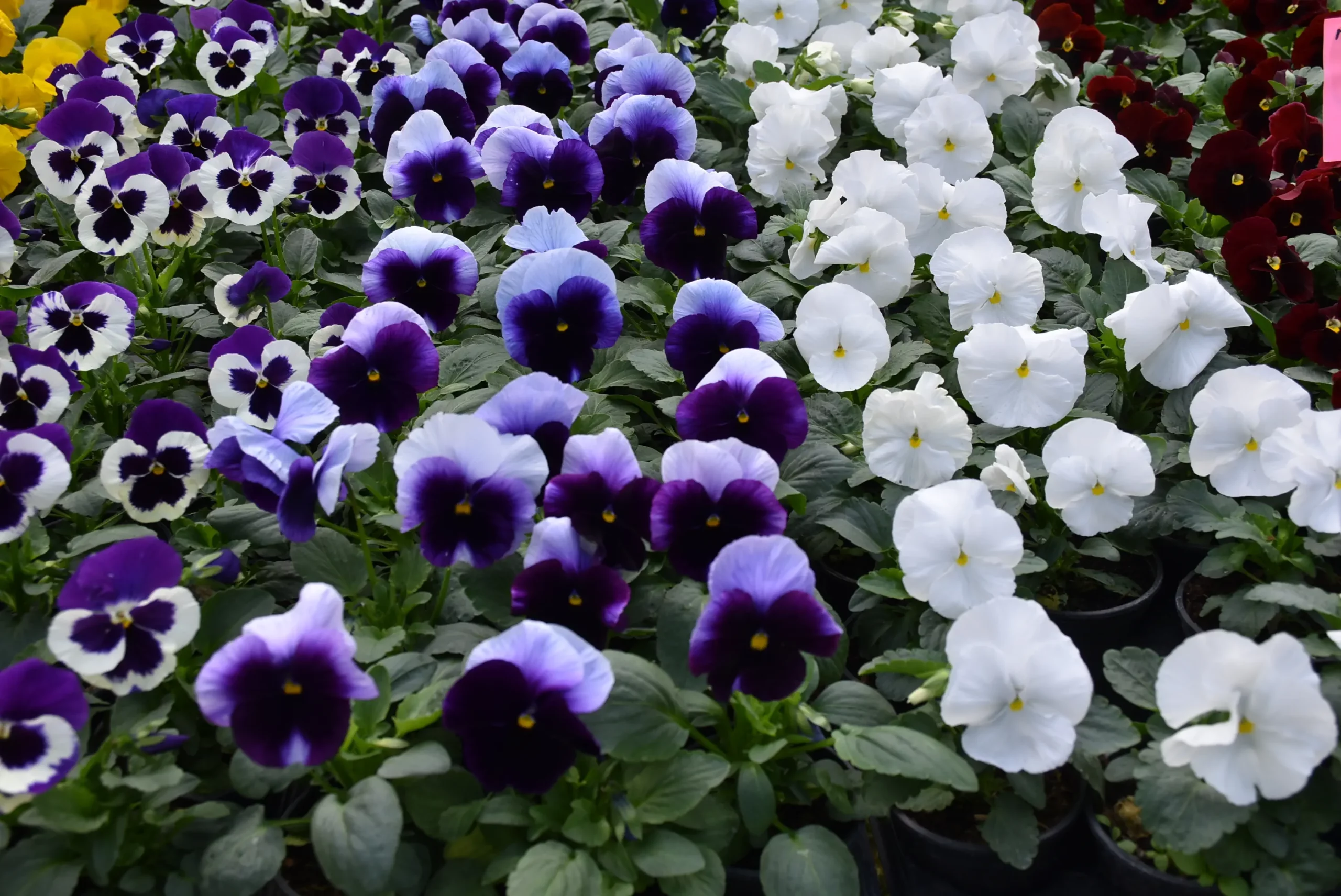 Čakovečki sajam 9. listopad (38)