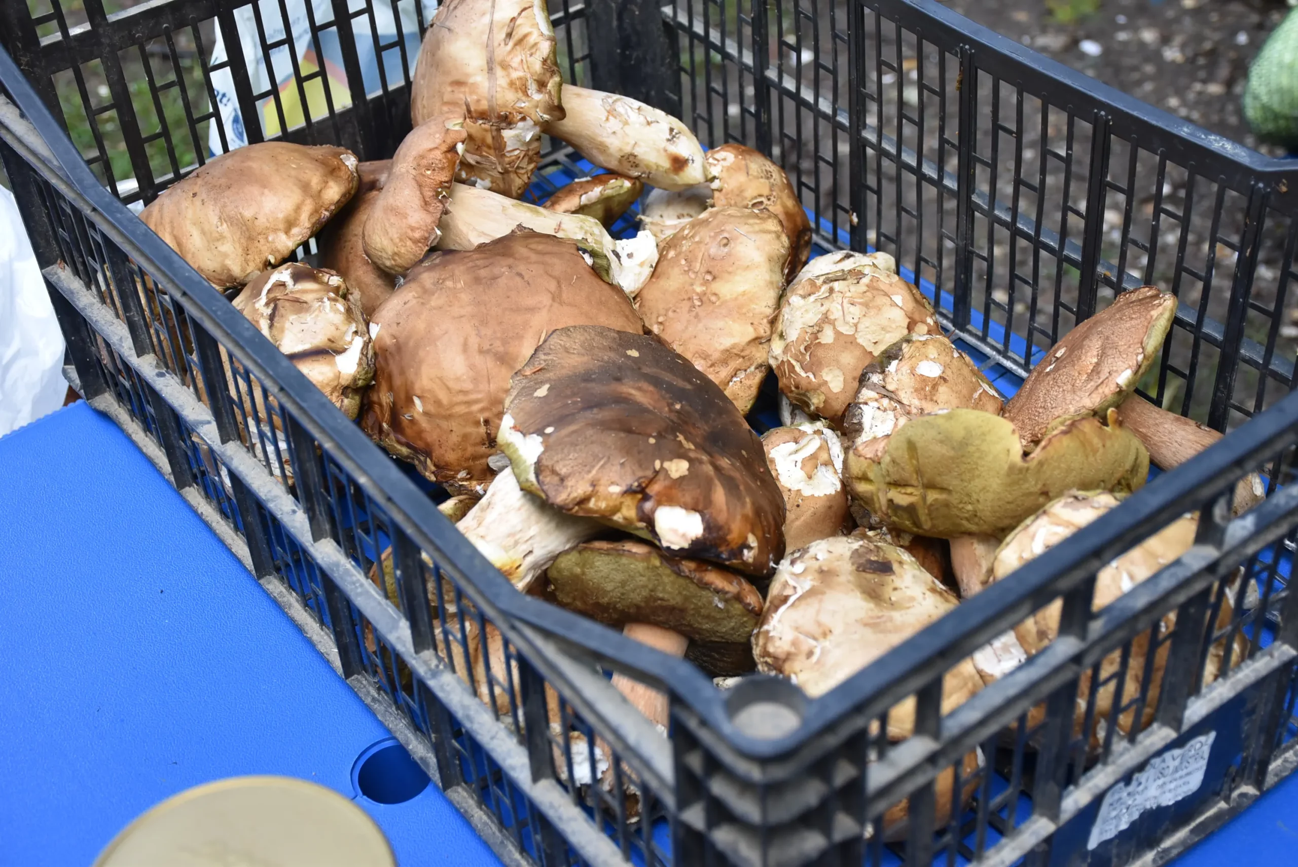 Čakovečki sajam 9. listopad (53)