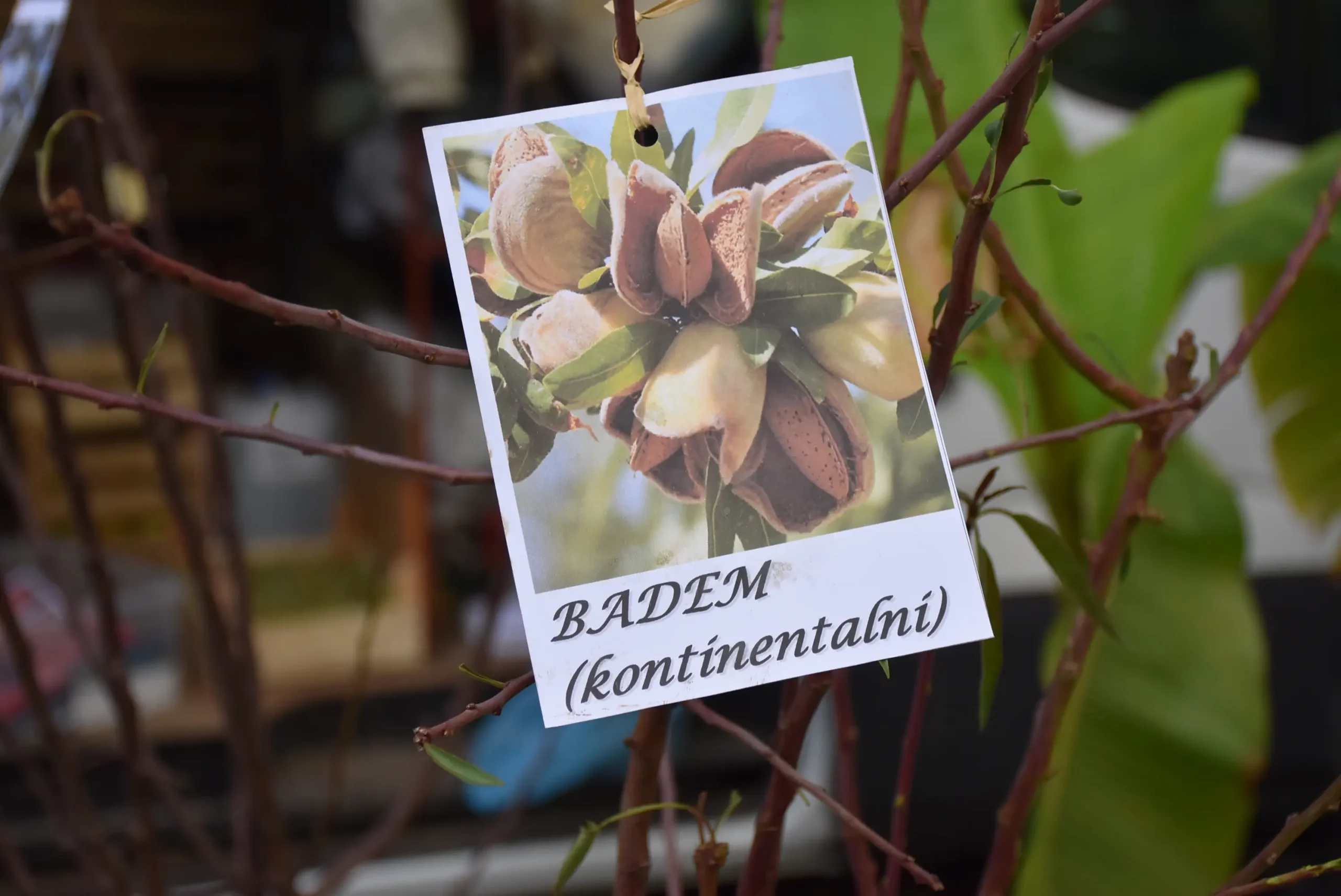 Čakovečki sajam 9. listopad (59)