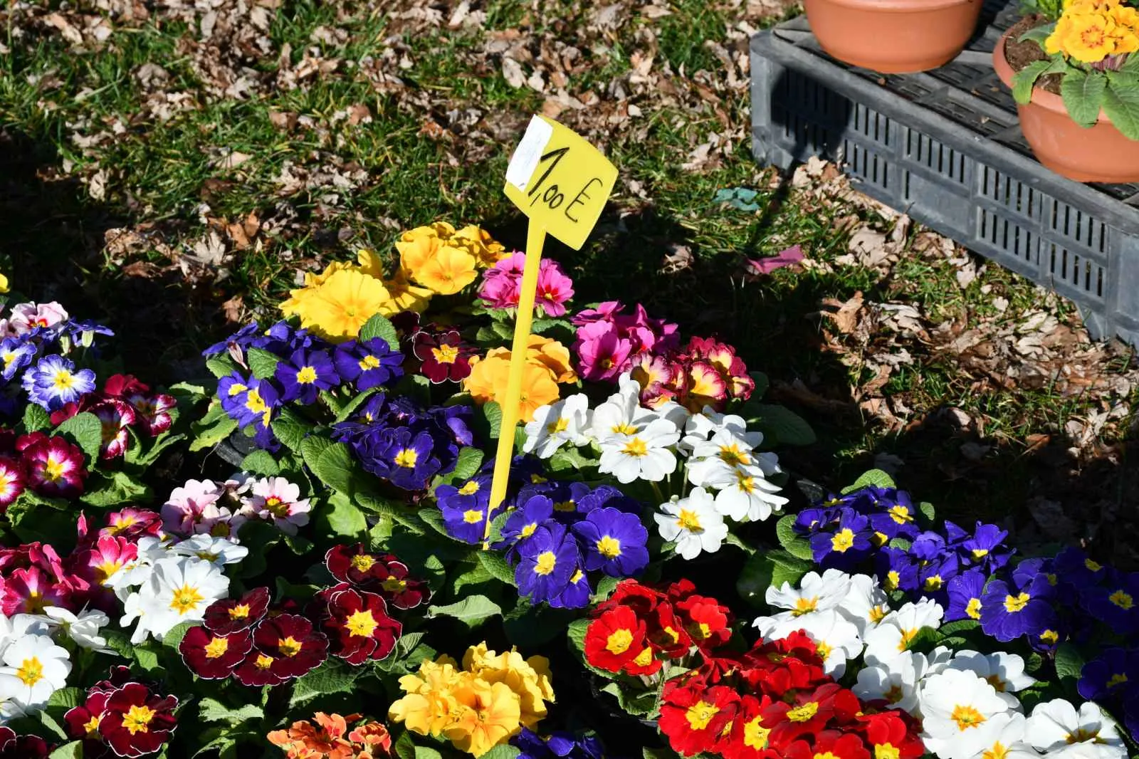 Čakovečki sajam srijedom (13)