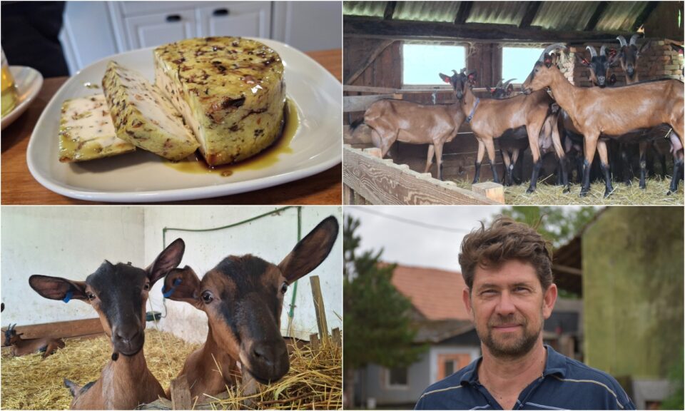 Čičko, koze, kozji sir, naslovna