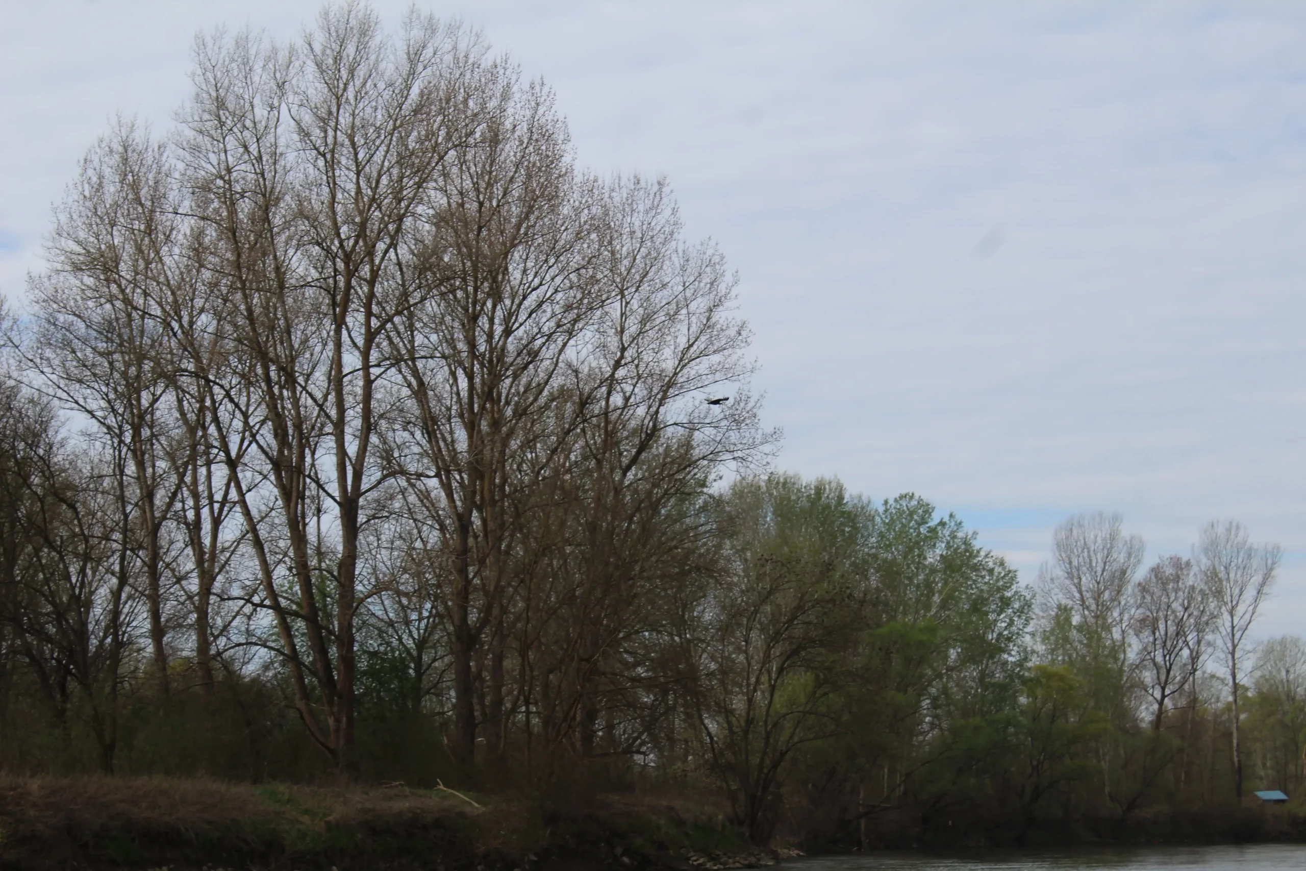 Čišćenje obale rijeke Mure u Kotoribi (10) Čišćenje obale rijeke Mure u Kotoribi (10)