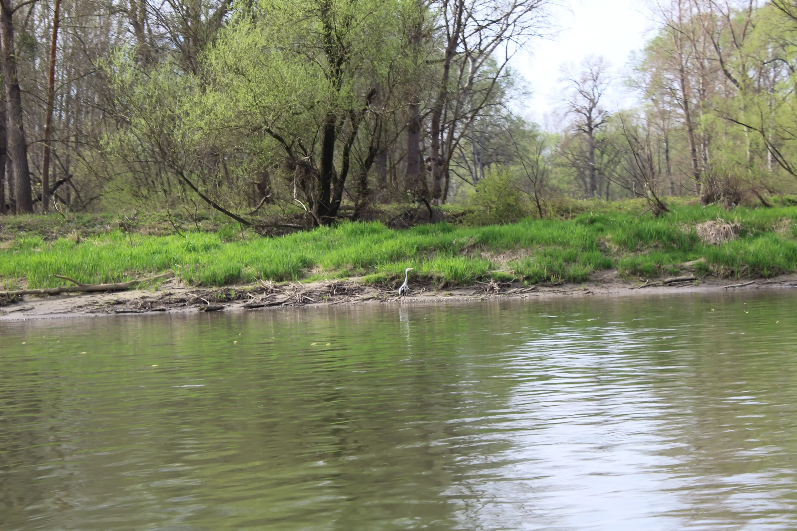 Čišćenje obale rijeke Mure u Kotoribi (11) Čišćenje obale rijeke Mure u Kotoribi (11)
