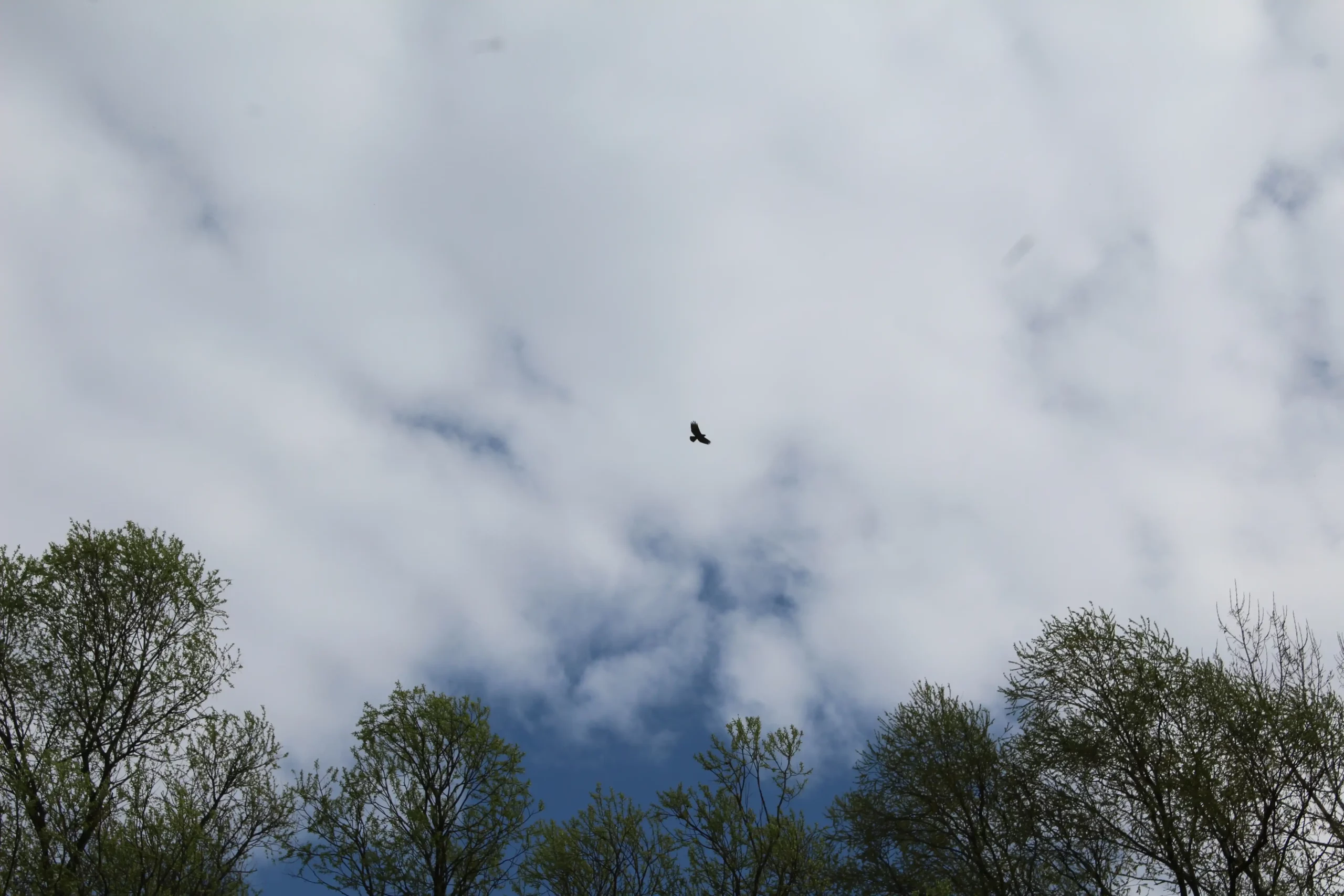 Čišćenje obale rijeke Mure u Kotoribi (3) Čišćenje obale rijeke Mure u Kotoribi (3)