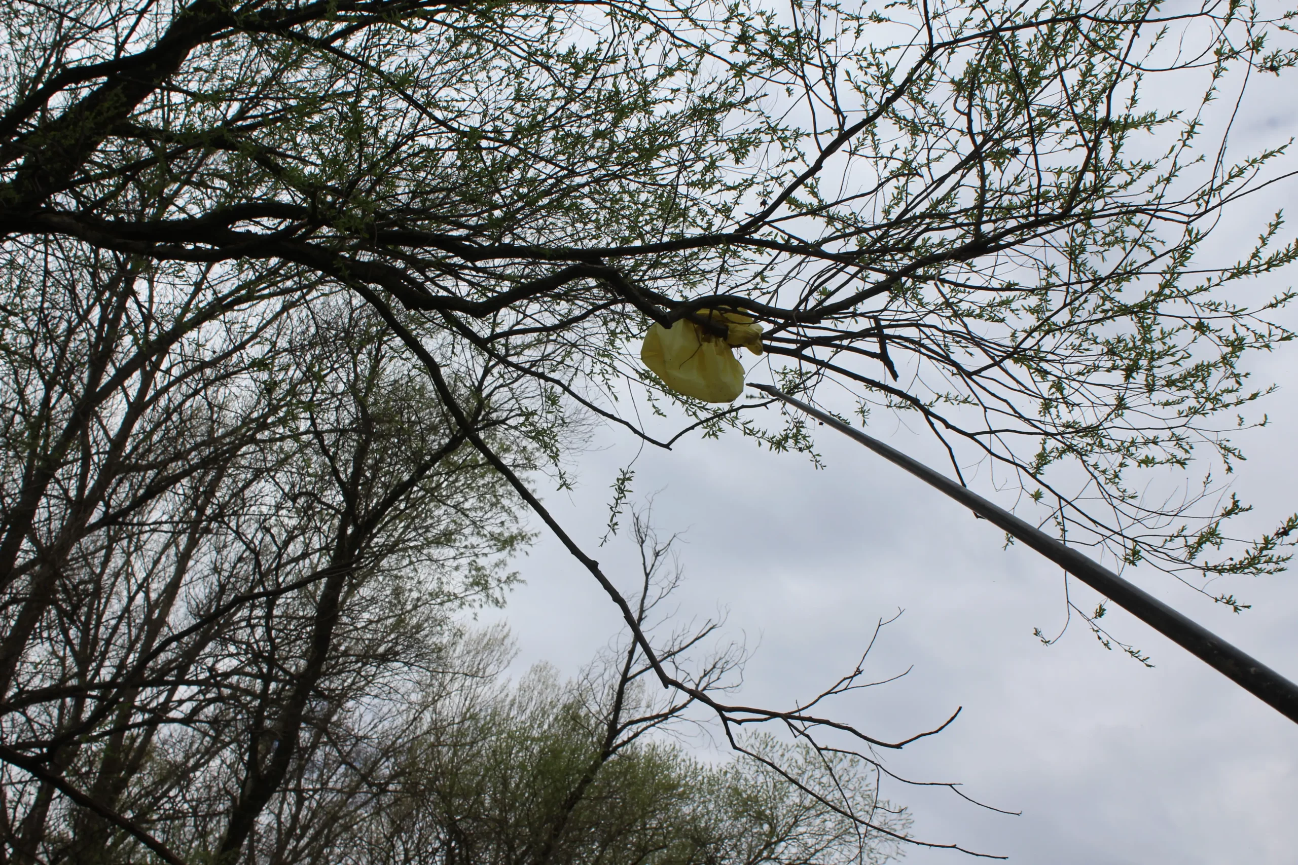 Čišćenje obale rijeke Mure u Kotoribi (9) Čišćenje obale rijeke Mure u Kotoribi (9)