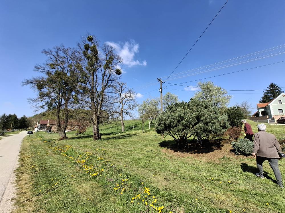 Črečan, zelena čistka (8) Črečan, zelena čistka (8)