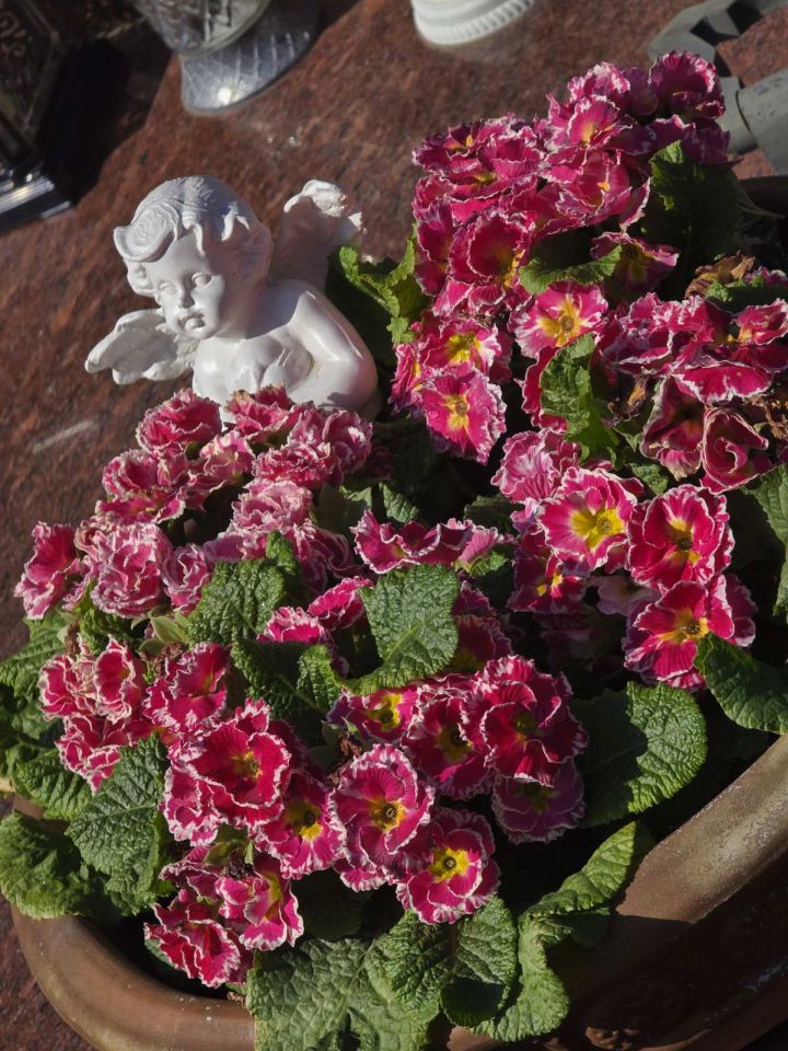 Cvijeće i dekoracije na čakovečkom groblju 2026 (4)