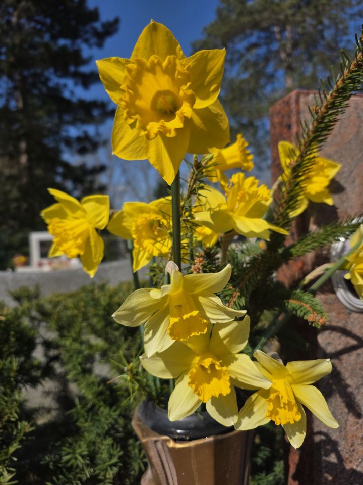 Cvijeće i dekoracije na čakovečkom groblju 2026 (5)