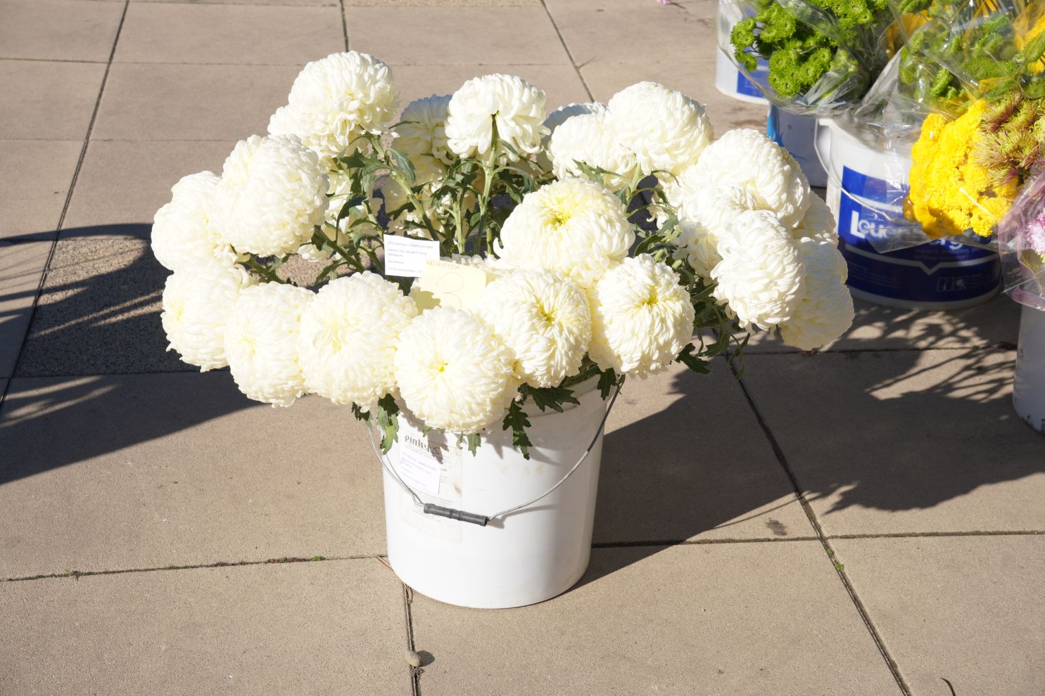 Cvijeće svi sveti krizanteme lončanice aranžmani (14)