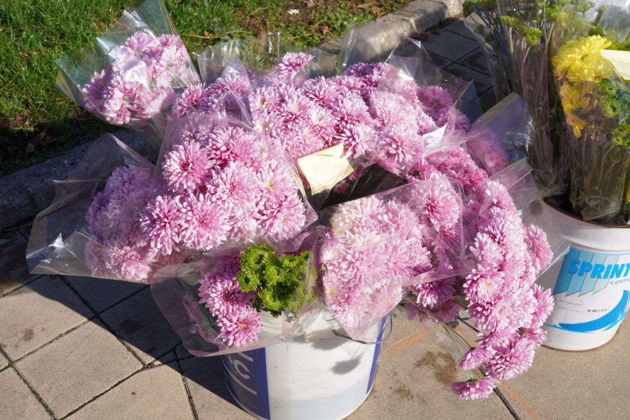 Cvijeće svi sveti krizanteme lončanice aranžmani (18)