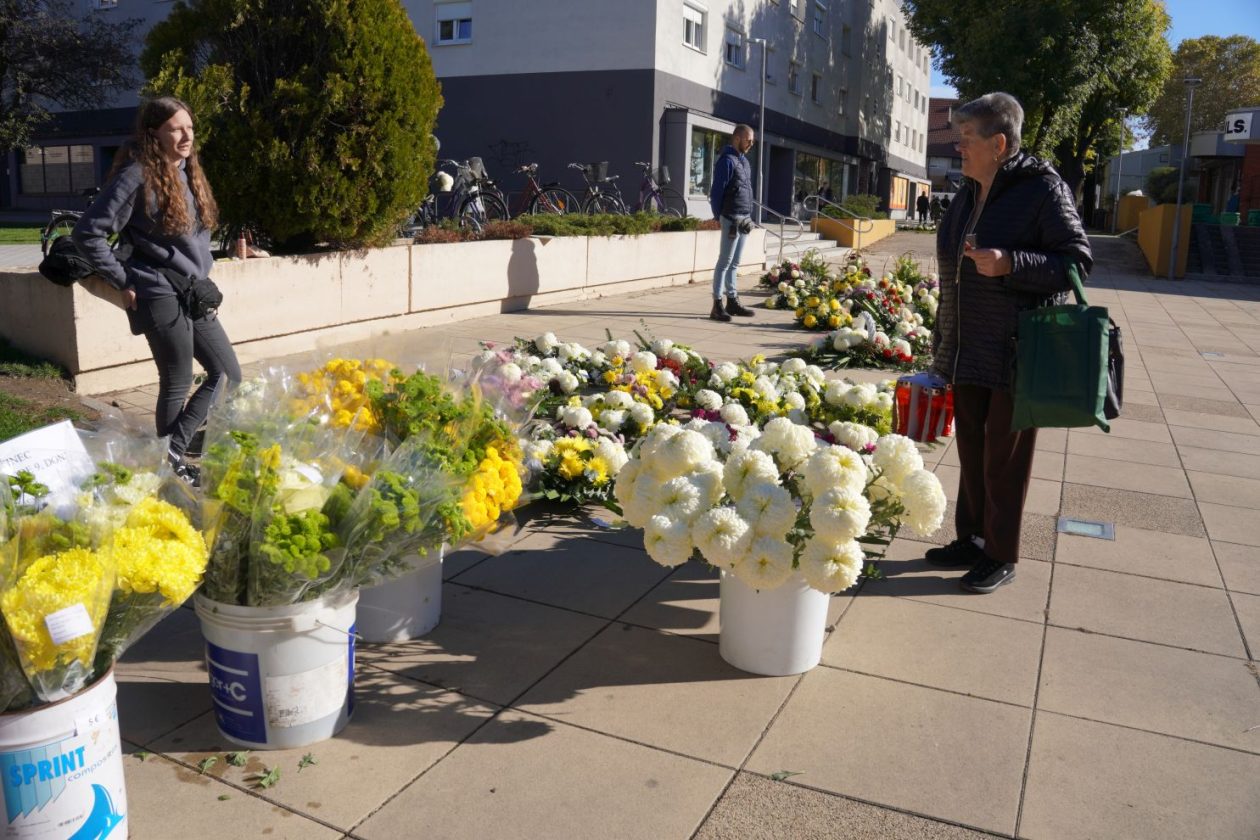 Cvijeće svi sveti krizanteme lončanice aranžmani (19)