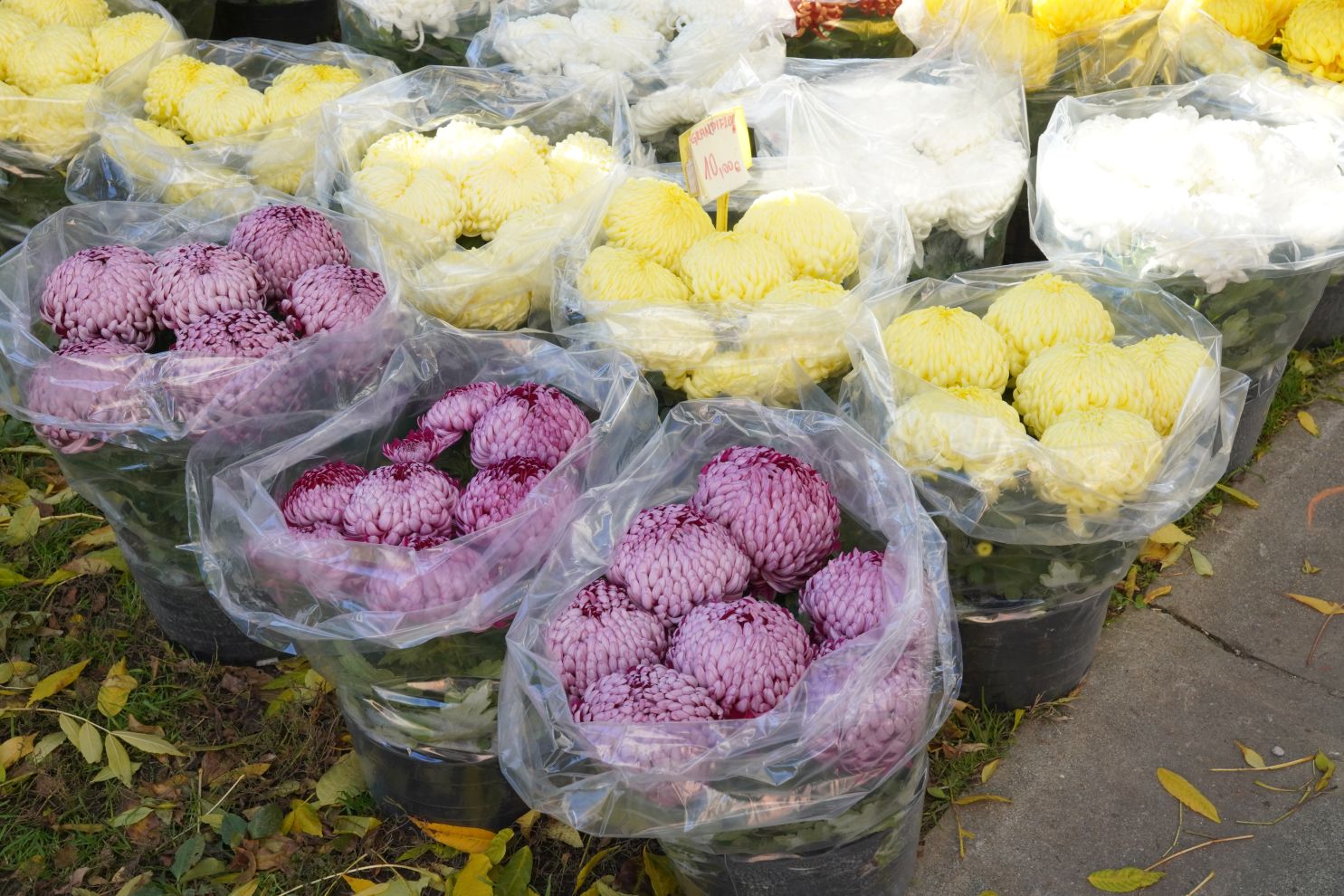 Cvijeće svi sveti krizanteme lončanice aranžmani (2)