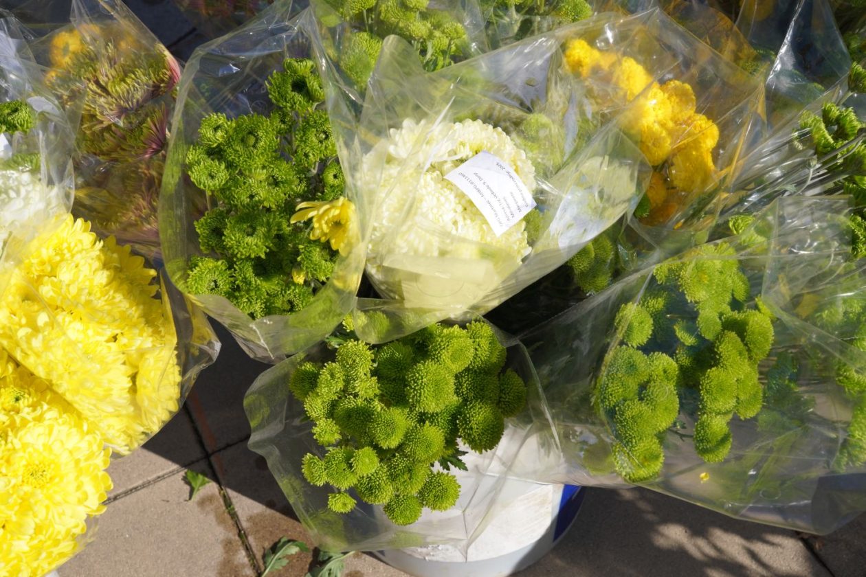 Cvijeće svi sveti krizanteme lončanice aranžmani (20)