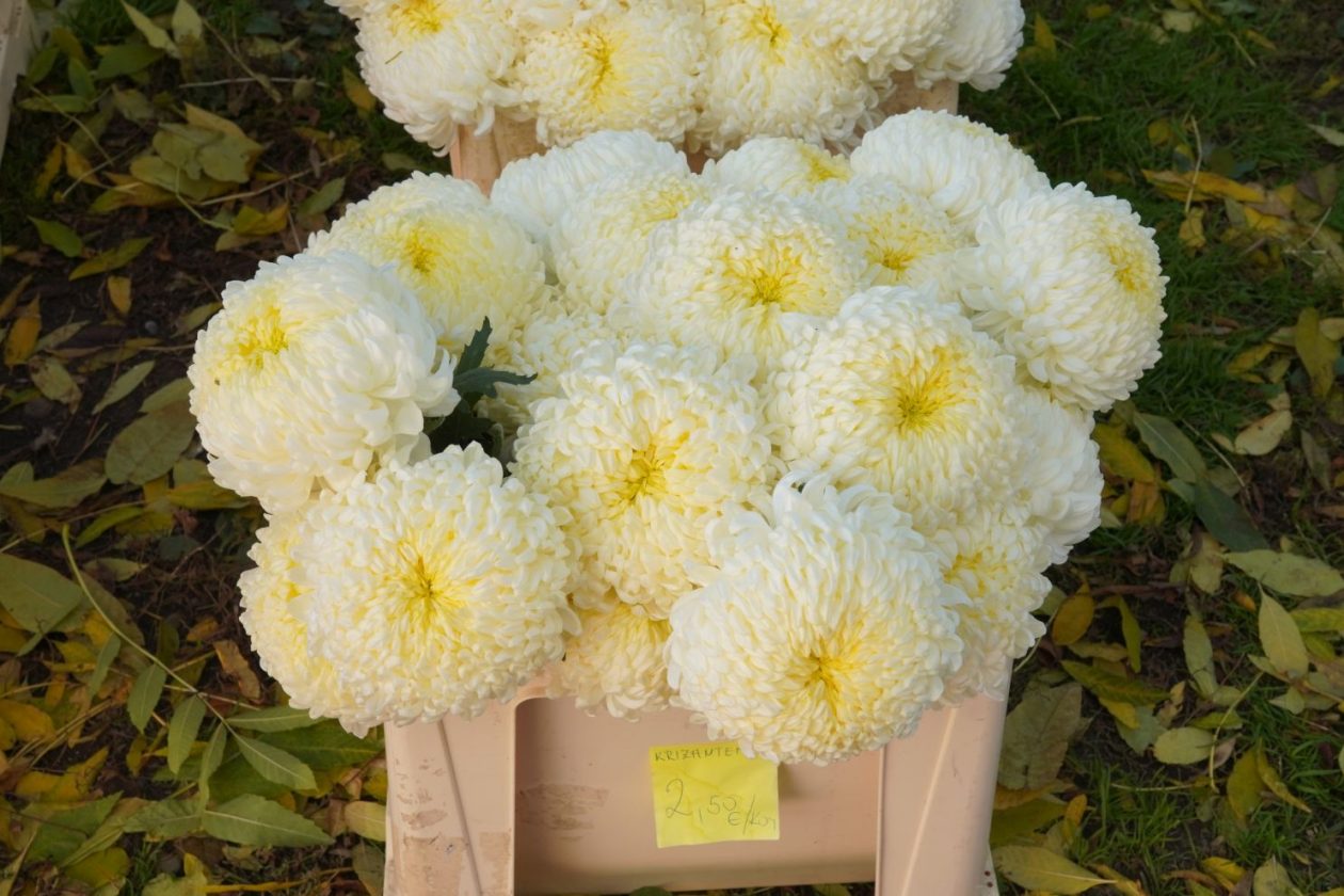 Cvijeće svi sveti krizanteme lončanice aranžmani (3)