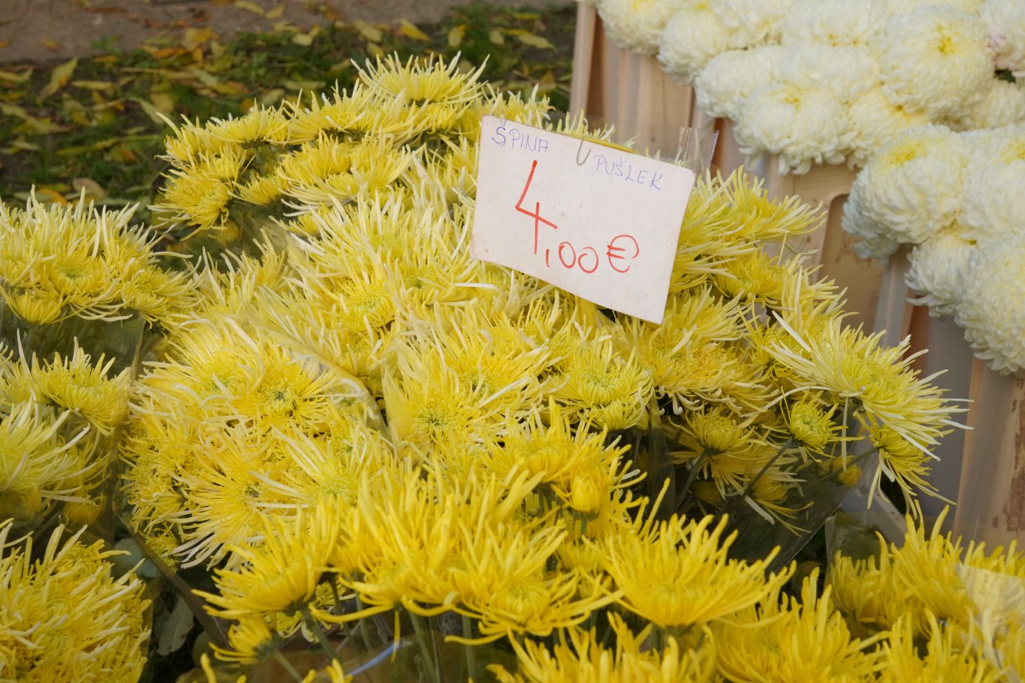 Cvijeće svi sveti krizanteme lončanice aranžmani (4)