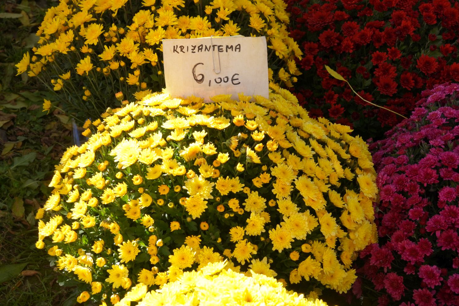 Cvijeće svi sveti krizanteme lončanice aranžmani (5)