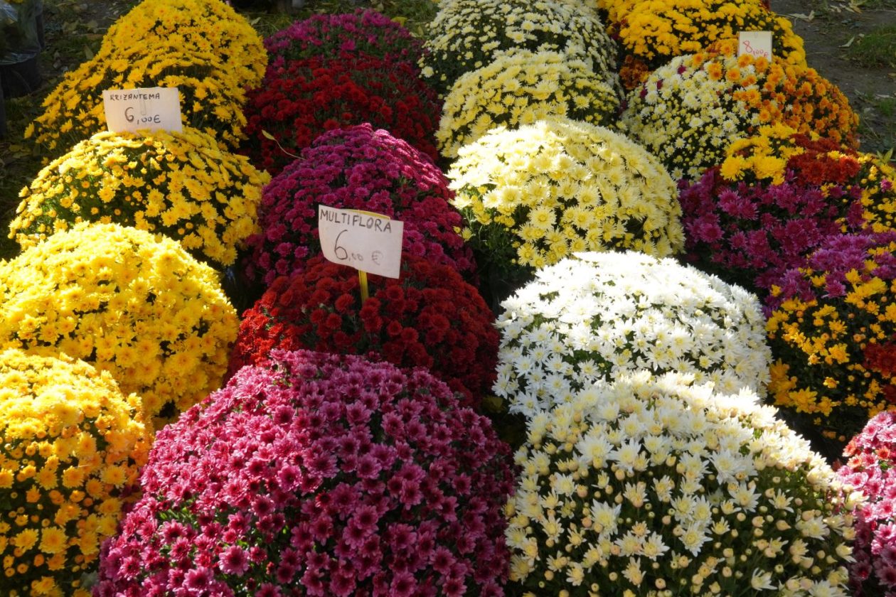 Cvijeće svi sveti krizanteme lončanice aranžmani (6)