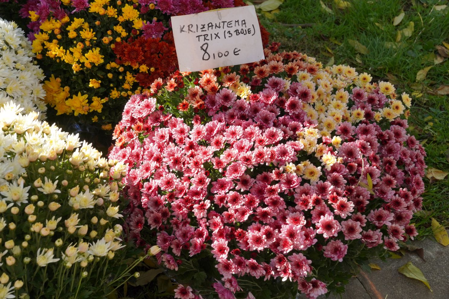 Cvijeće svi sveti krizanteme lončanice aranžmani (7)