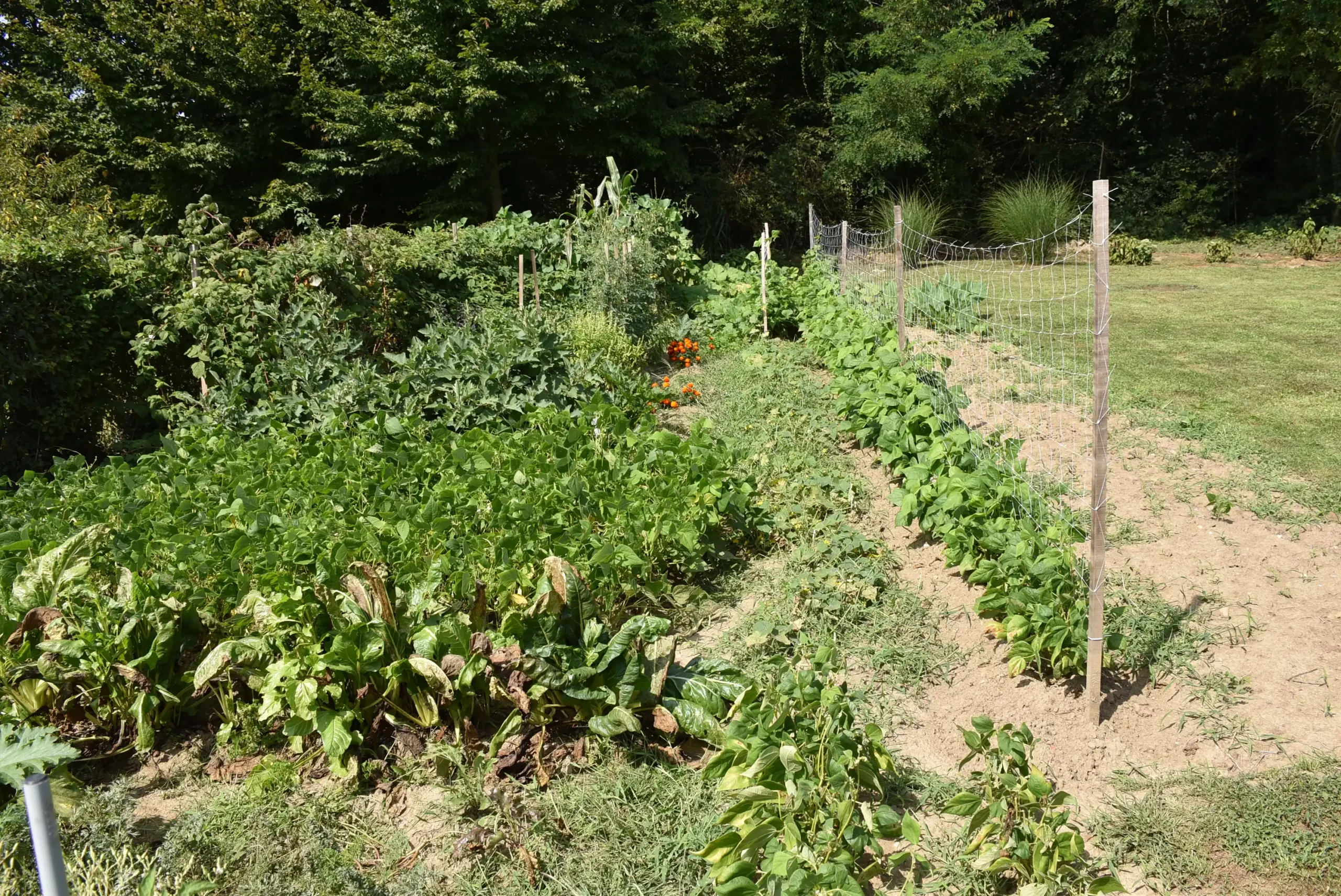 Cviježe Željka Šprema (1) Cviježe Željka Šprema (1)