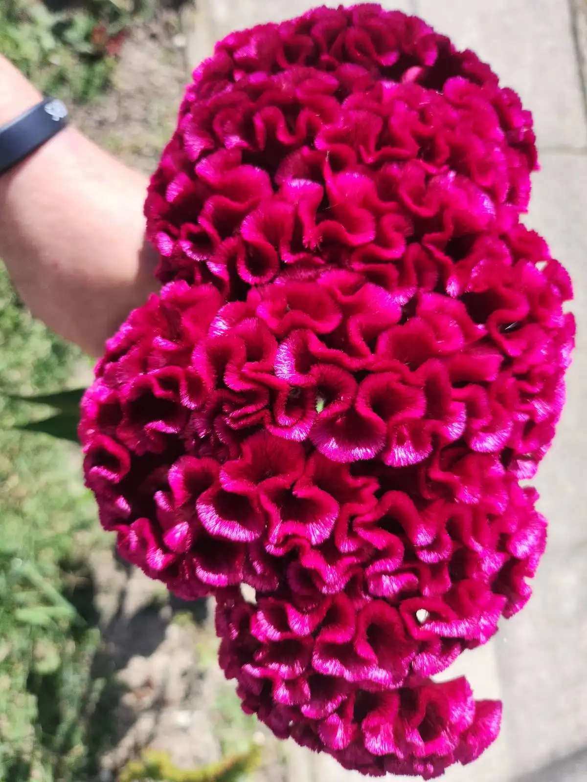 Cviježe Željka Šprema (10) Cviježe Željka Šprema (10)