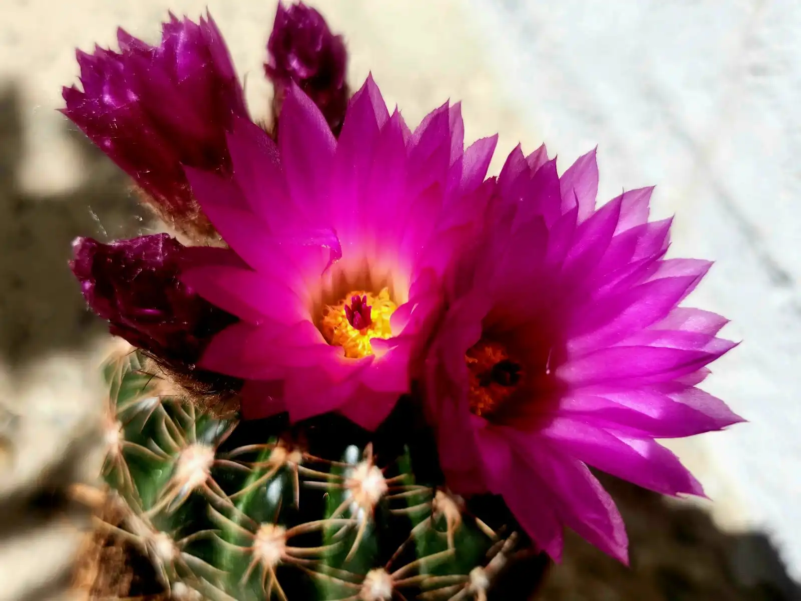 Cviježe Željka Šprema (11) Cviježe Željka Šprema (11)