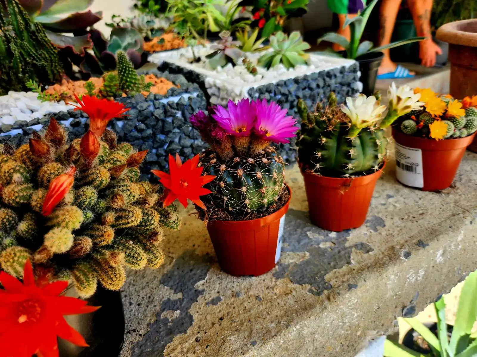 Cviježe Željka Šprema (12) Cviježe Željka Šprema (12)