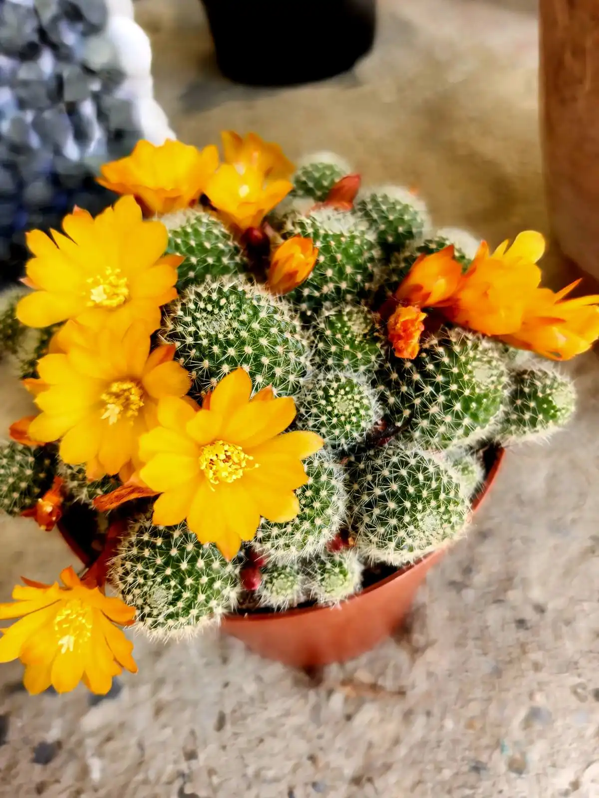 Cviježe Željka Šprema (13) Cviježe Željka Šprema (13)