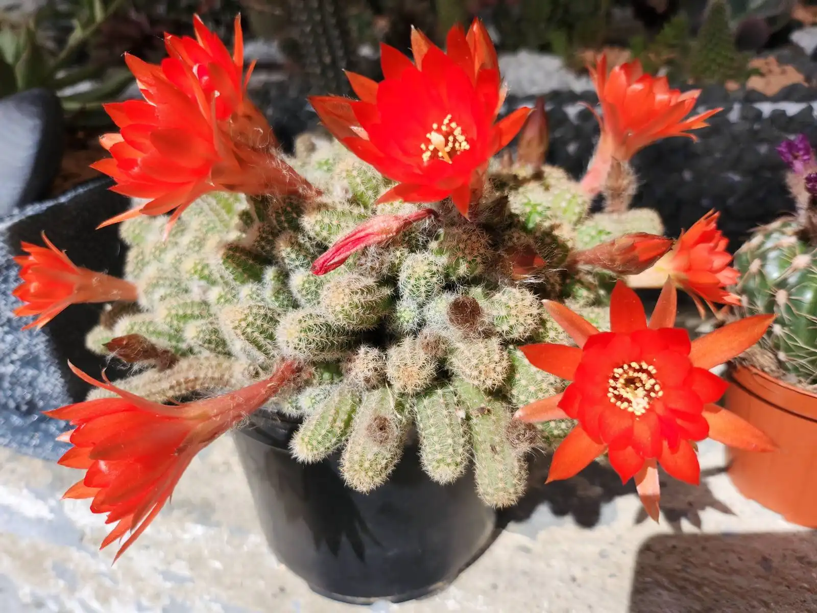 Cviježe Željka Šprema (14) Cviježe Željka Šprema (14)