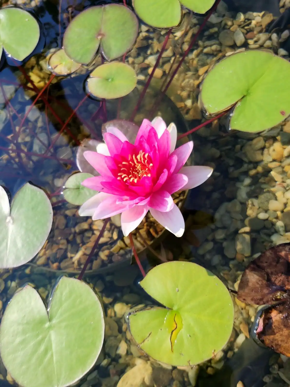Cviježe Željka Šprema (15) Cviježe Željka Šprema (15)