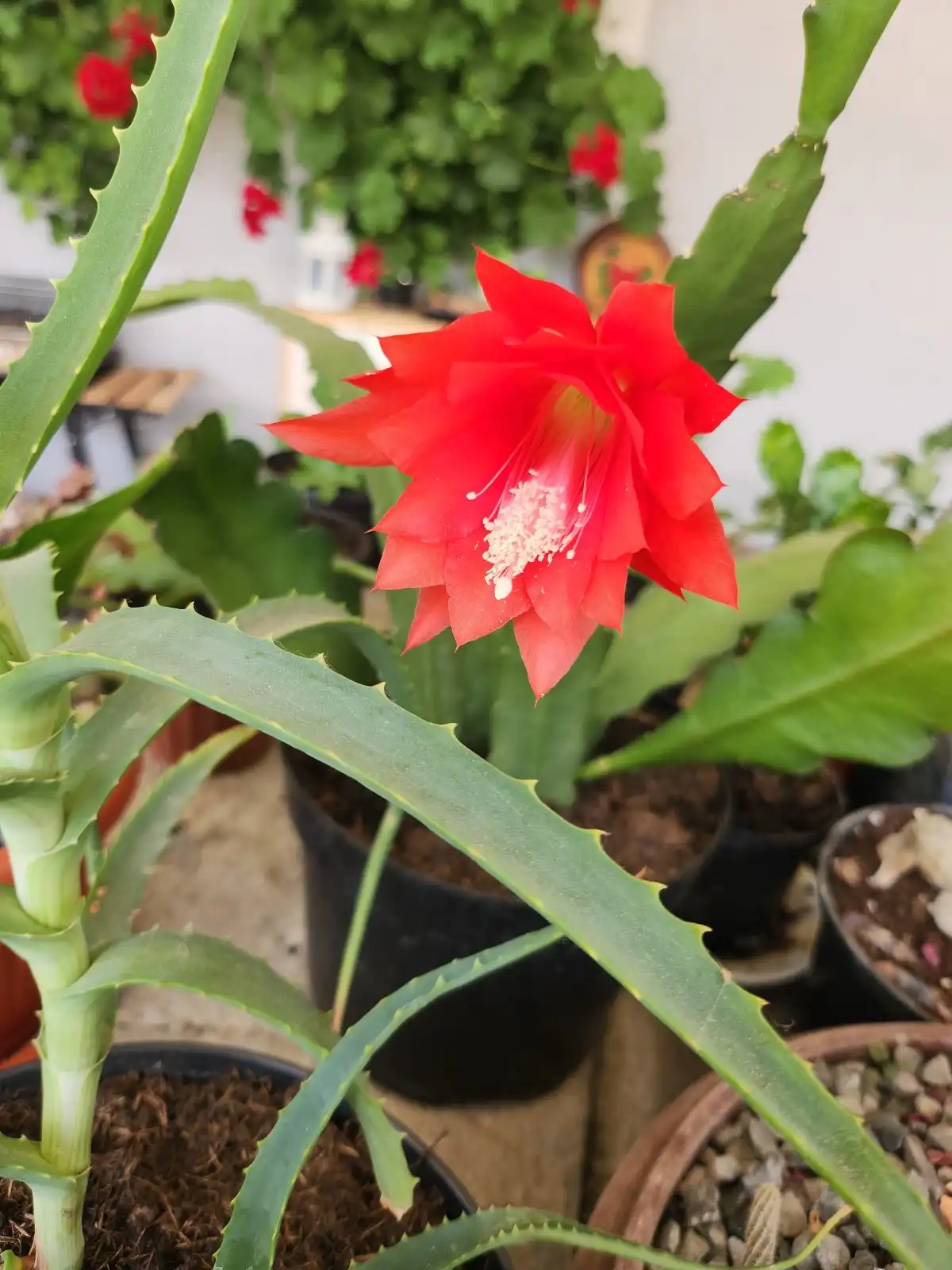 Cviježe Željka Šprema (16) Cviježe Željka Šprema (16)