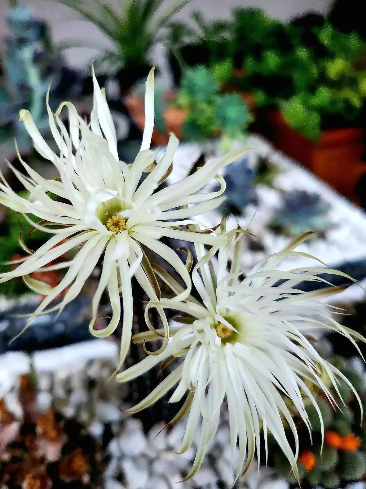 Cviježe Željka Šprema (17) Cviježe Željka Šprema (17)