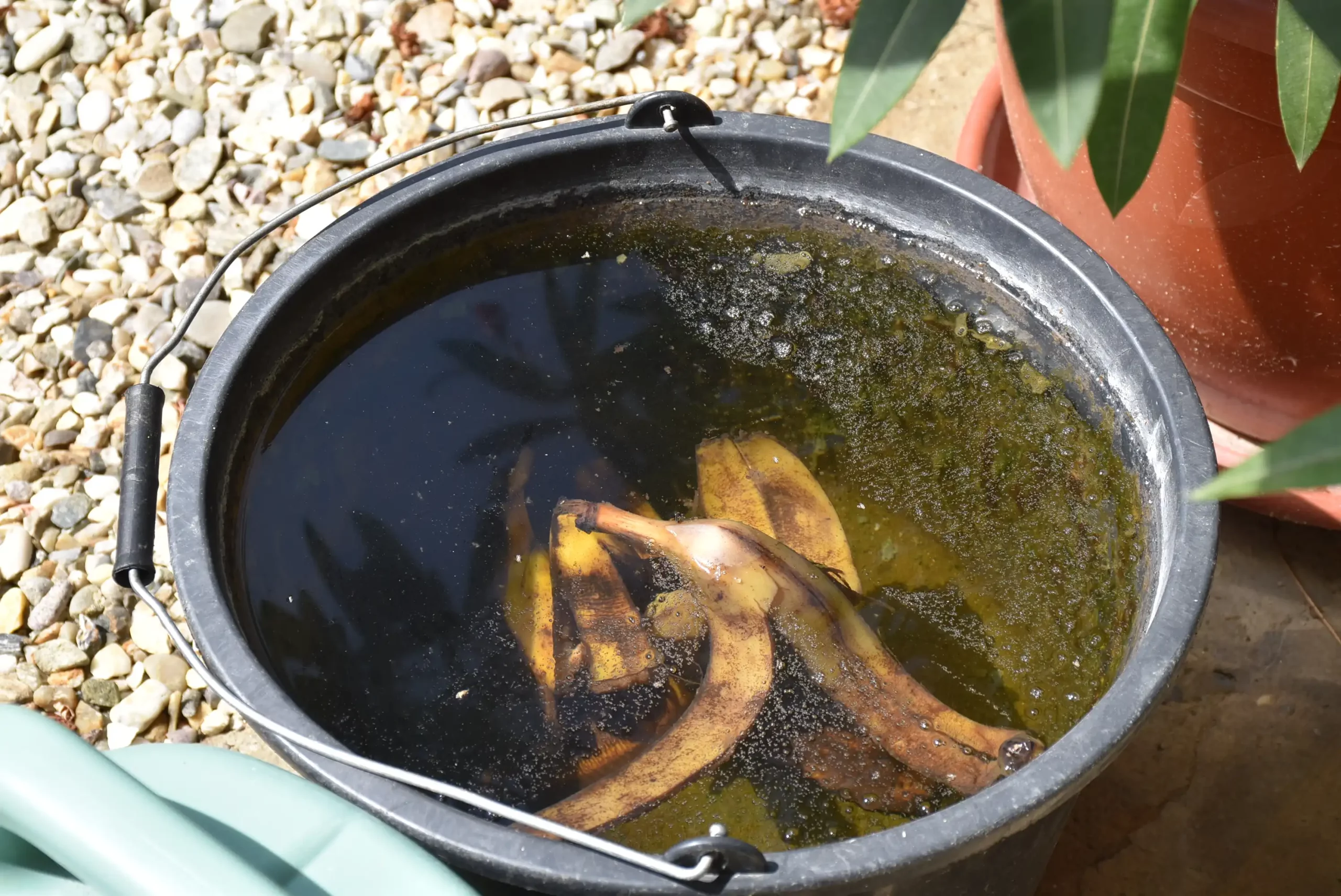 Cviježe Željka Šprema (20) Cviježe Željka Šprema (20)